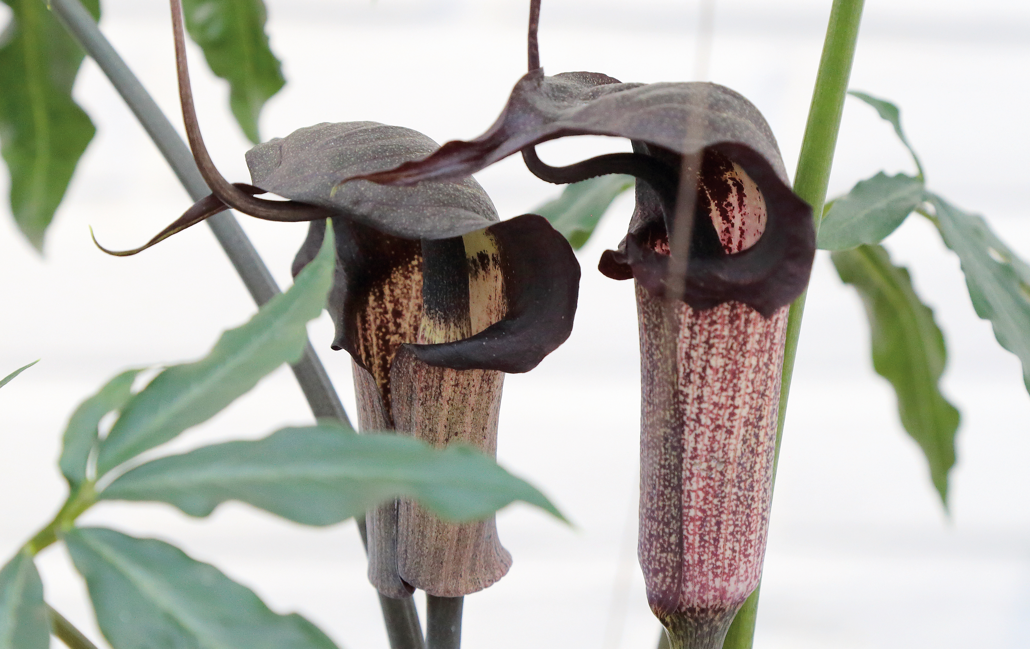 Vleesetende plant biedt kraamkamer aan slachtoffers
