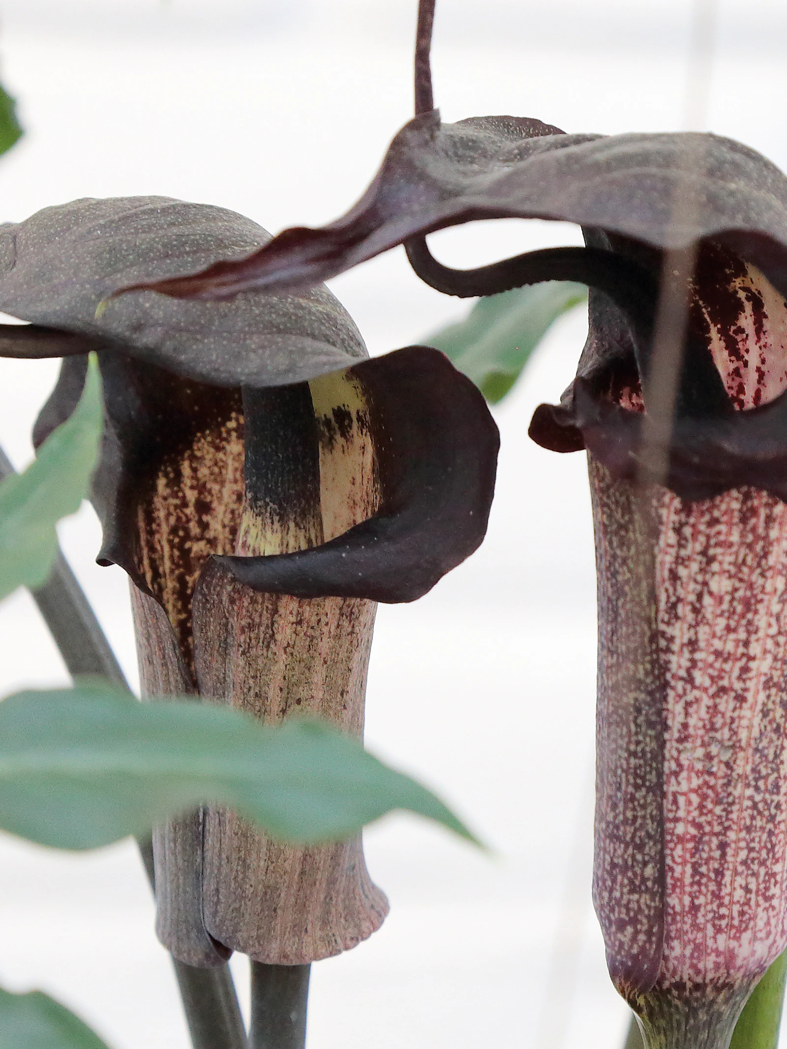 Vleesetende plant biedt kraamkamer aan slachtoffers