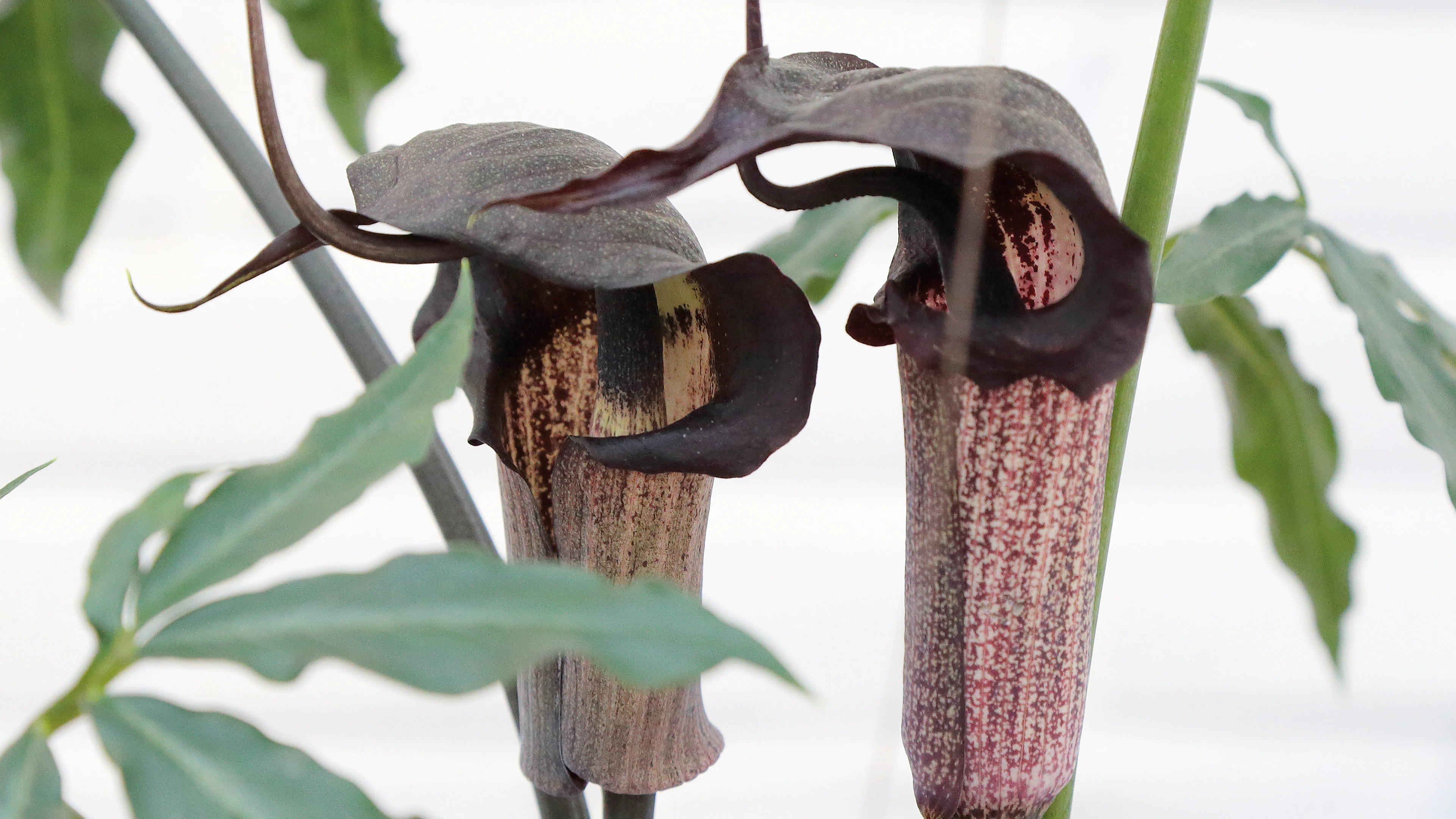 Vleesetende plant biedt kraamkamer aan slachtoffers