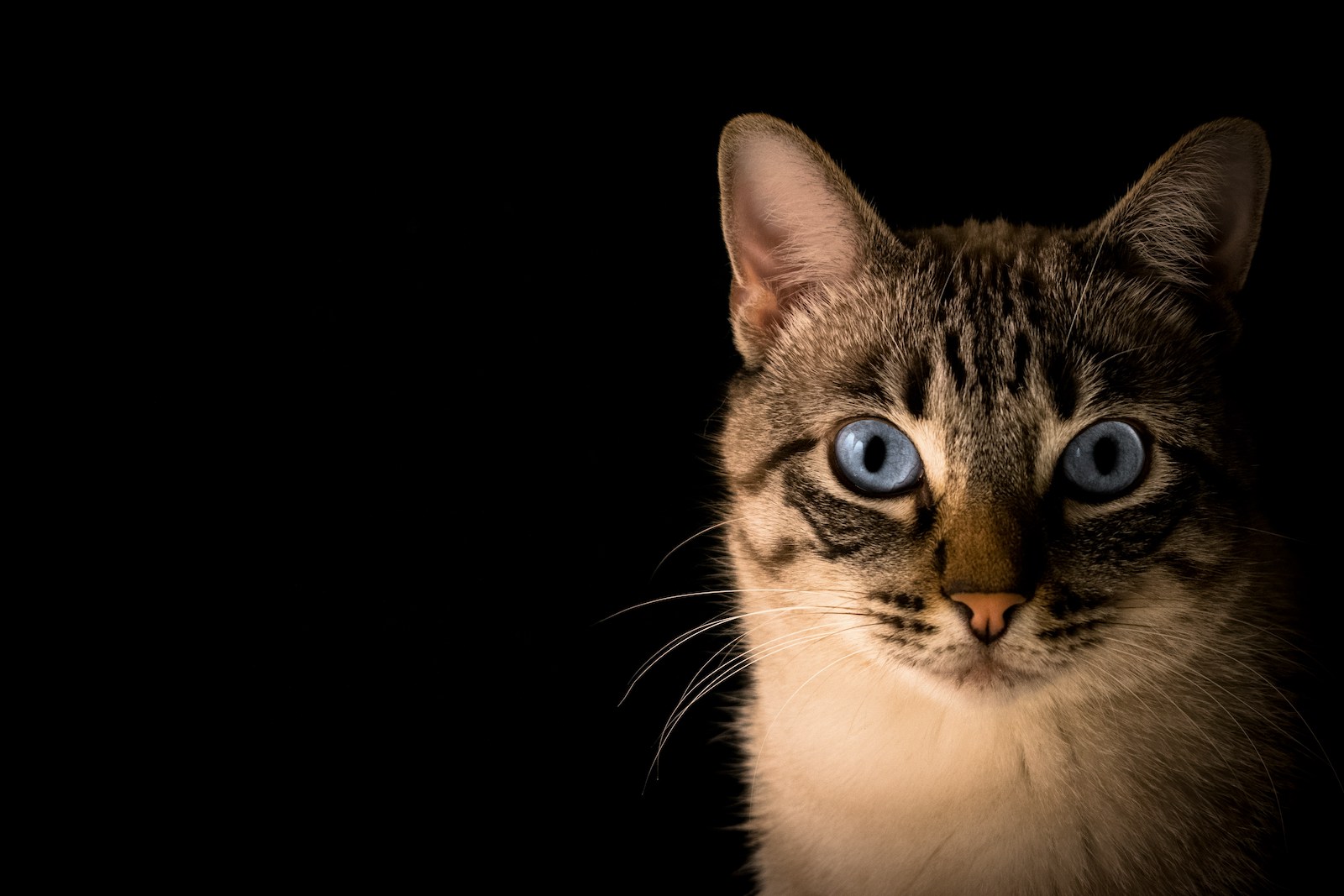 Kleefeiwit doet gesproeide kattenurine harder stinken