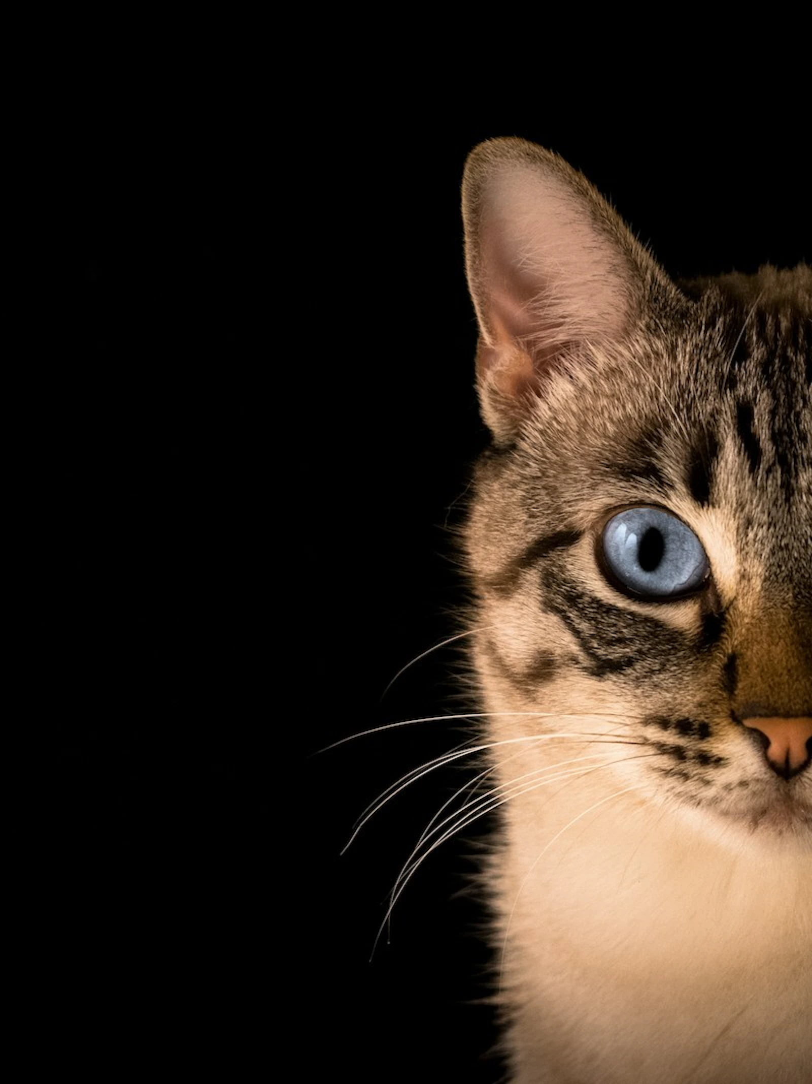 Kleefeiwit doet gesproeide kattenurine harder stinken