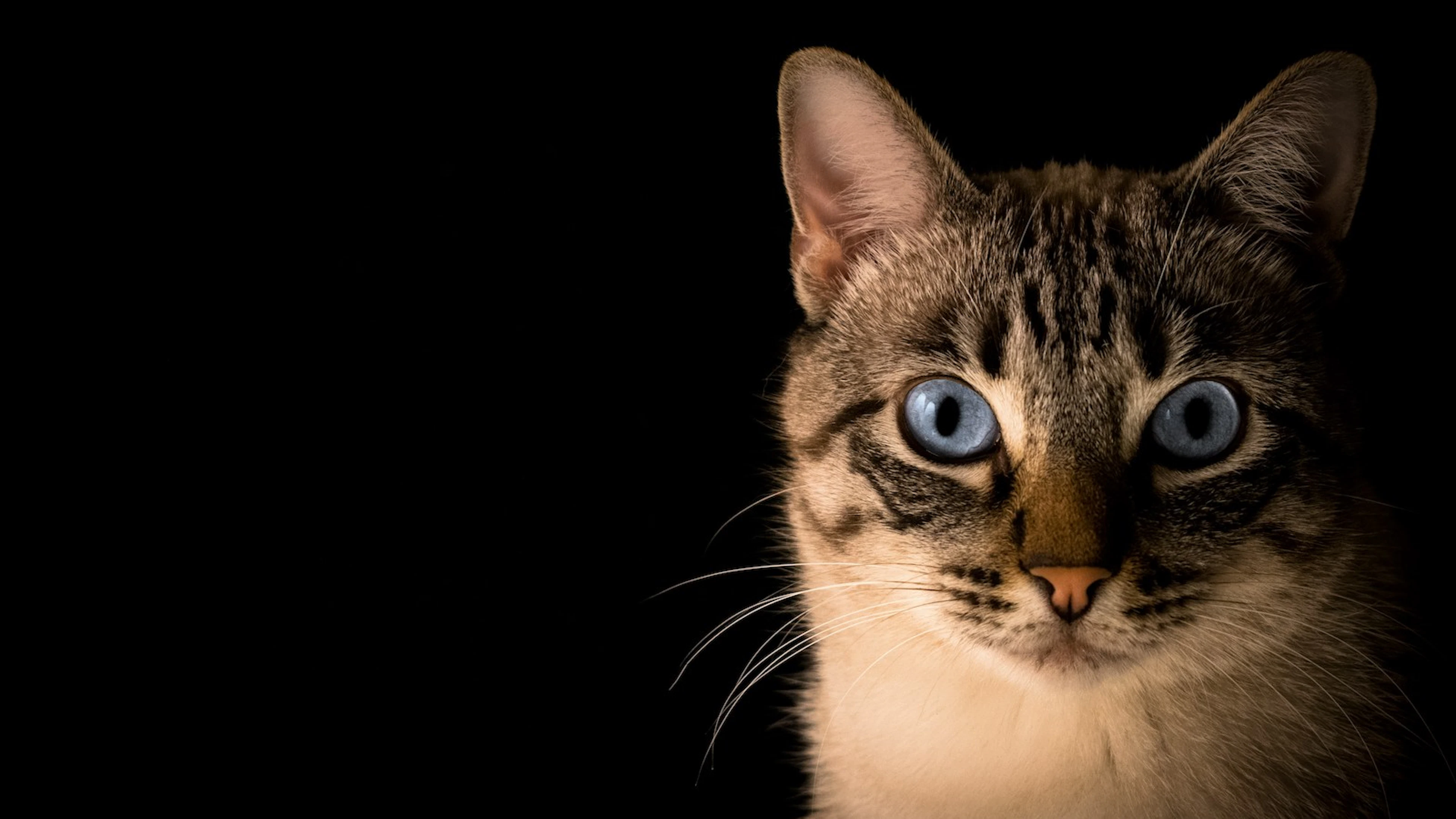 Kleefeiwit doet gesproeide kattenurine harder stinken