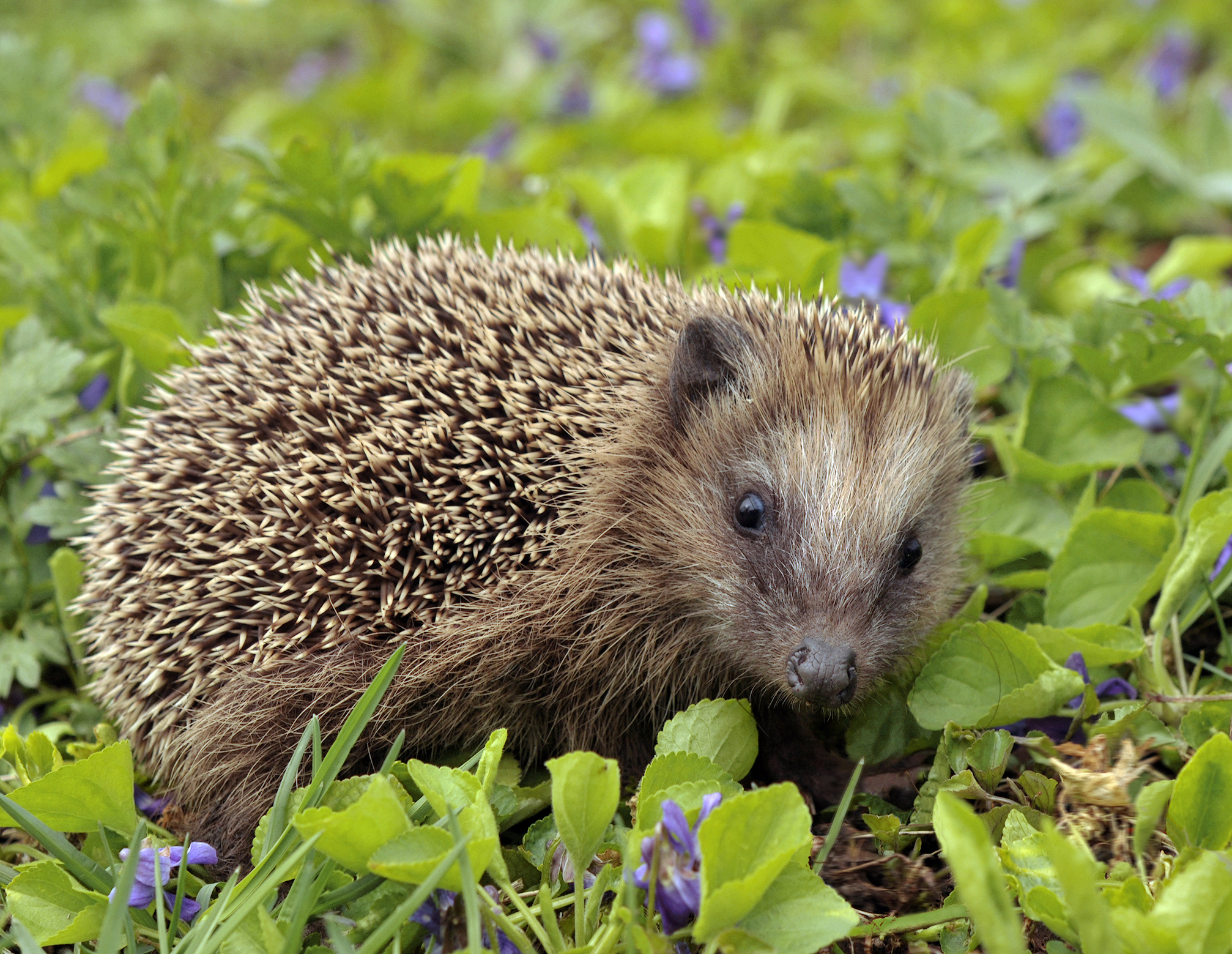 Komt een egel bij het frietkraam