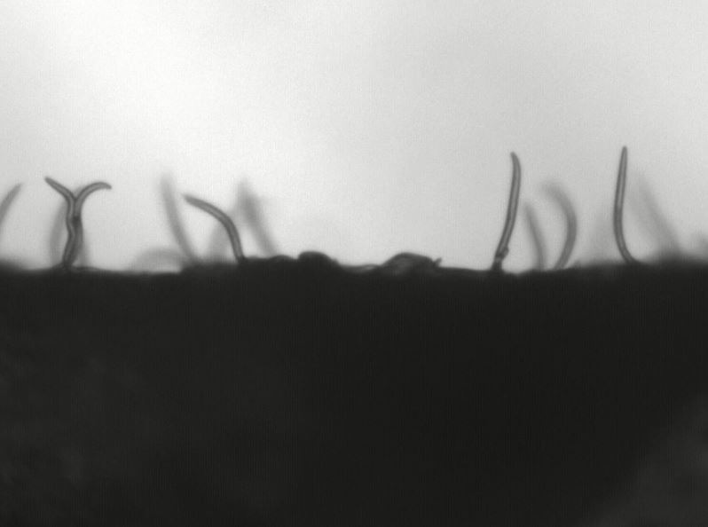 Toxische pesticiden vervangen door dansende wormpjes?