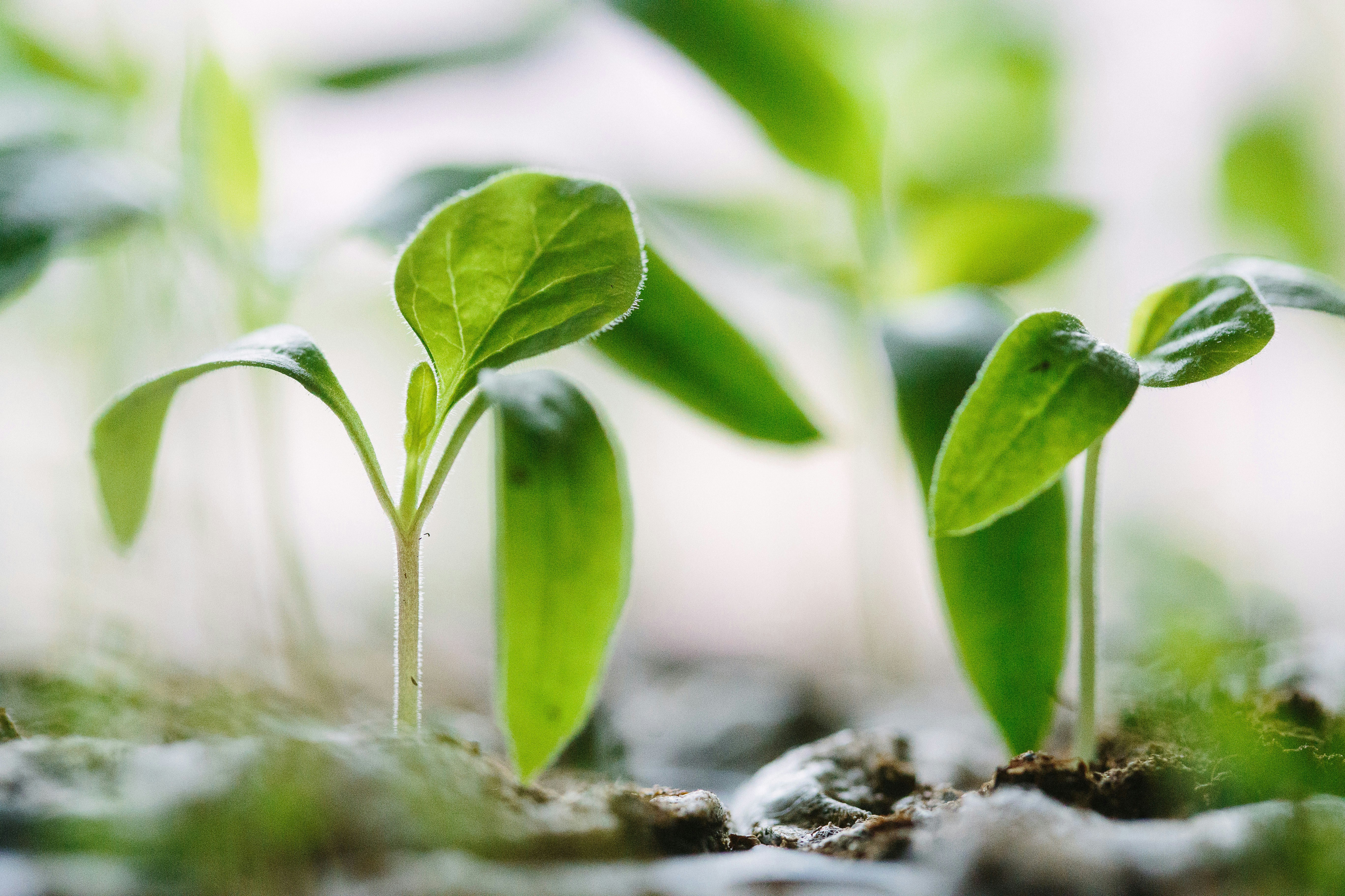 Zijn planten slim?