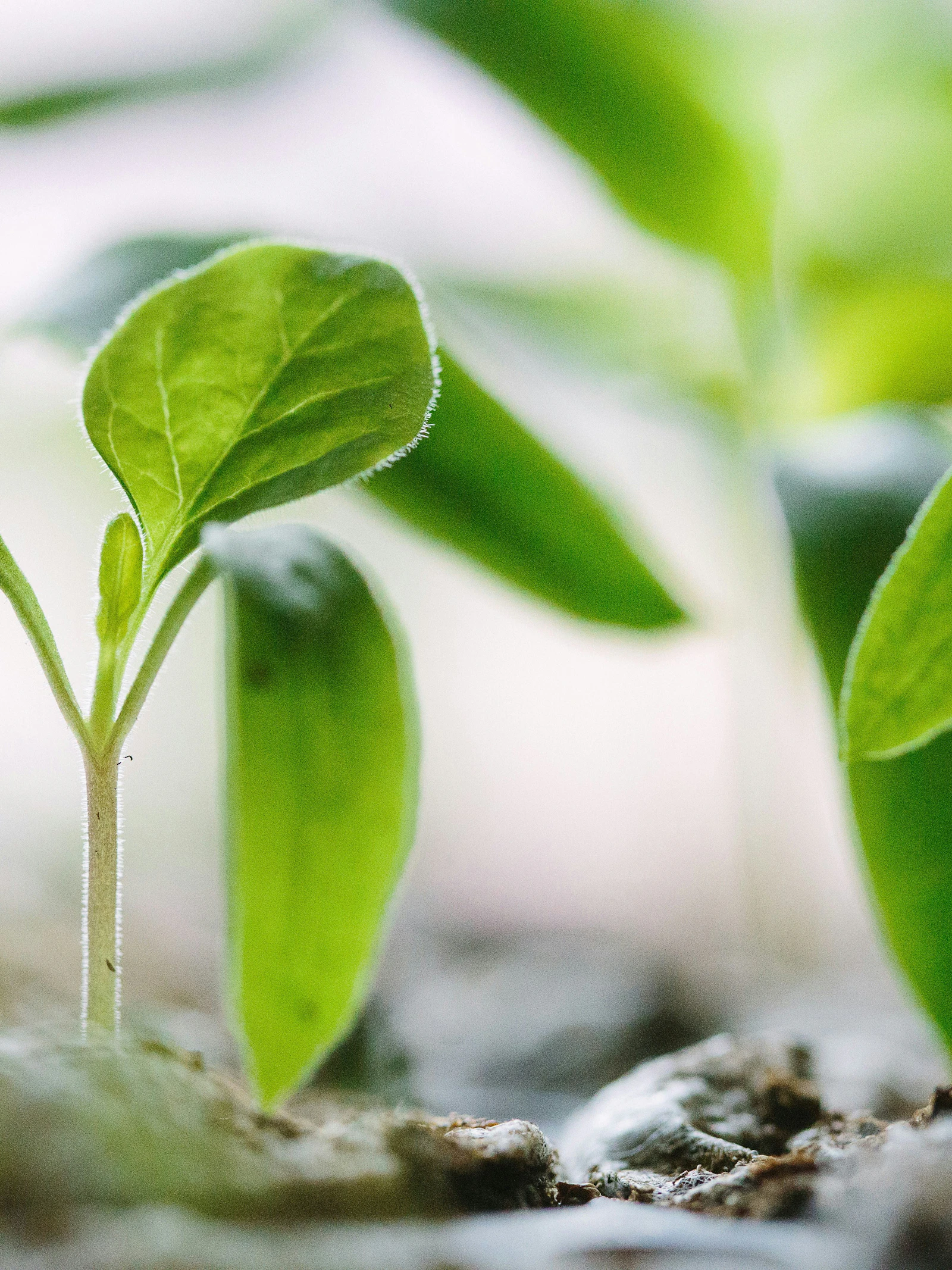 Zijn planten slim?