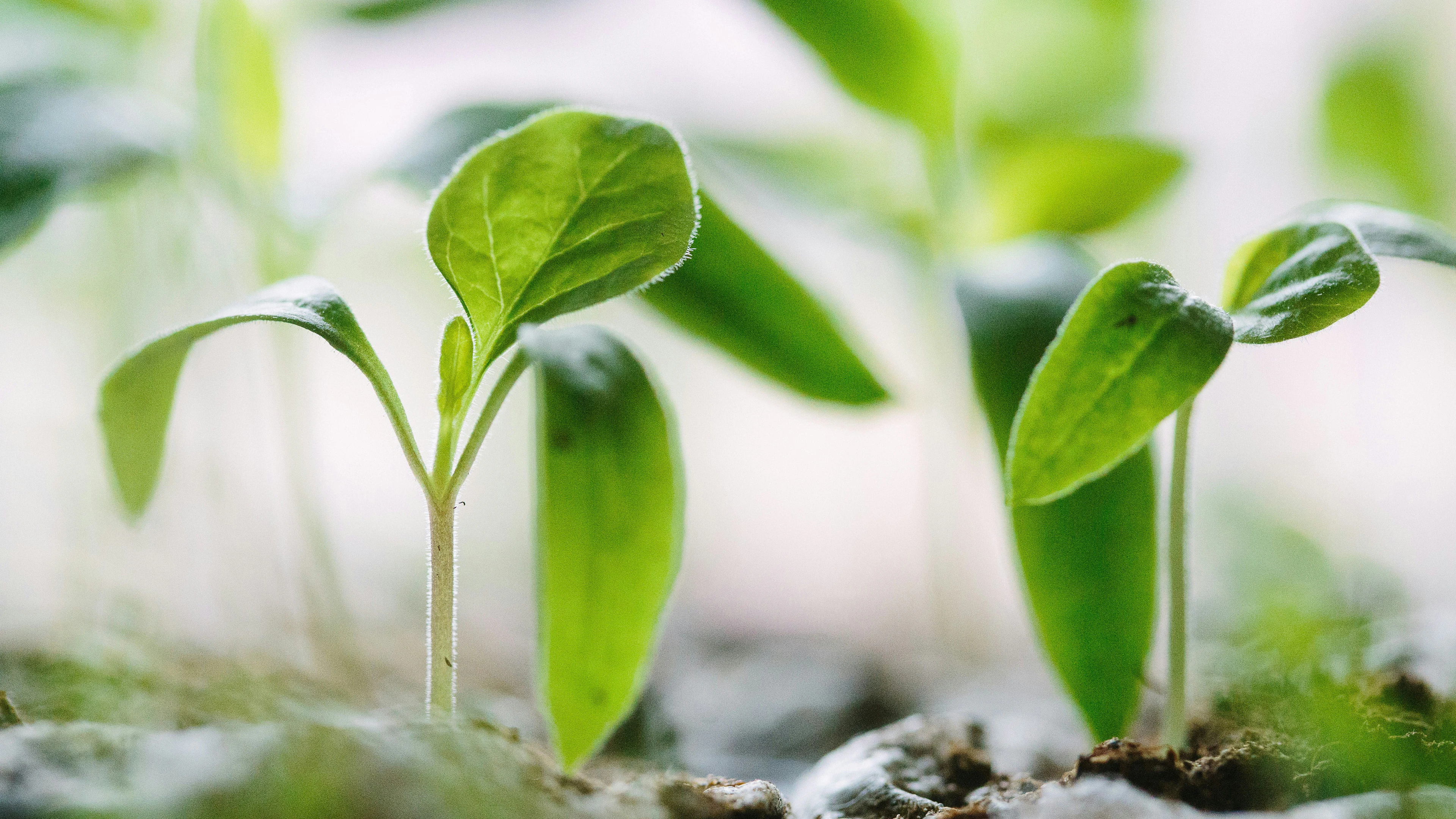 Zijn planten slim?