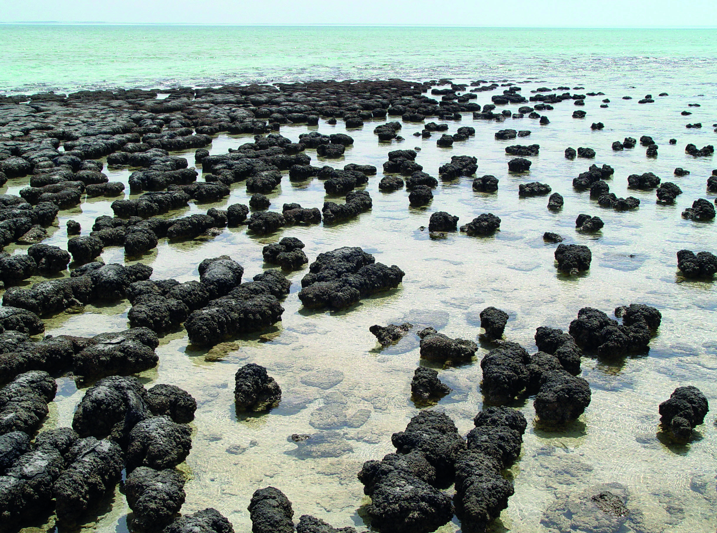 Cyanobacteriën: doorn in het oog van natuurzwemmers