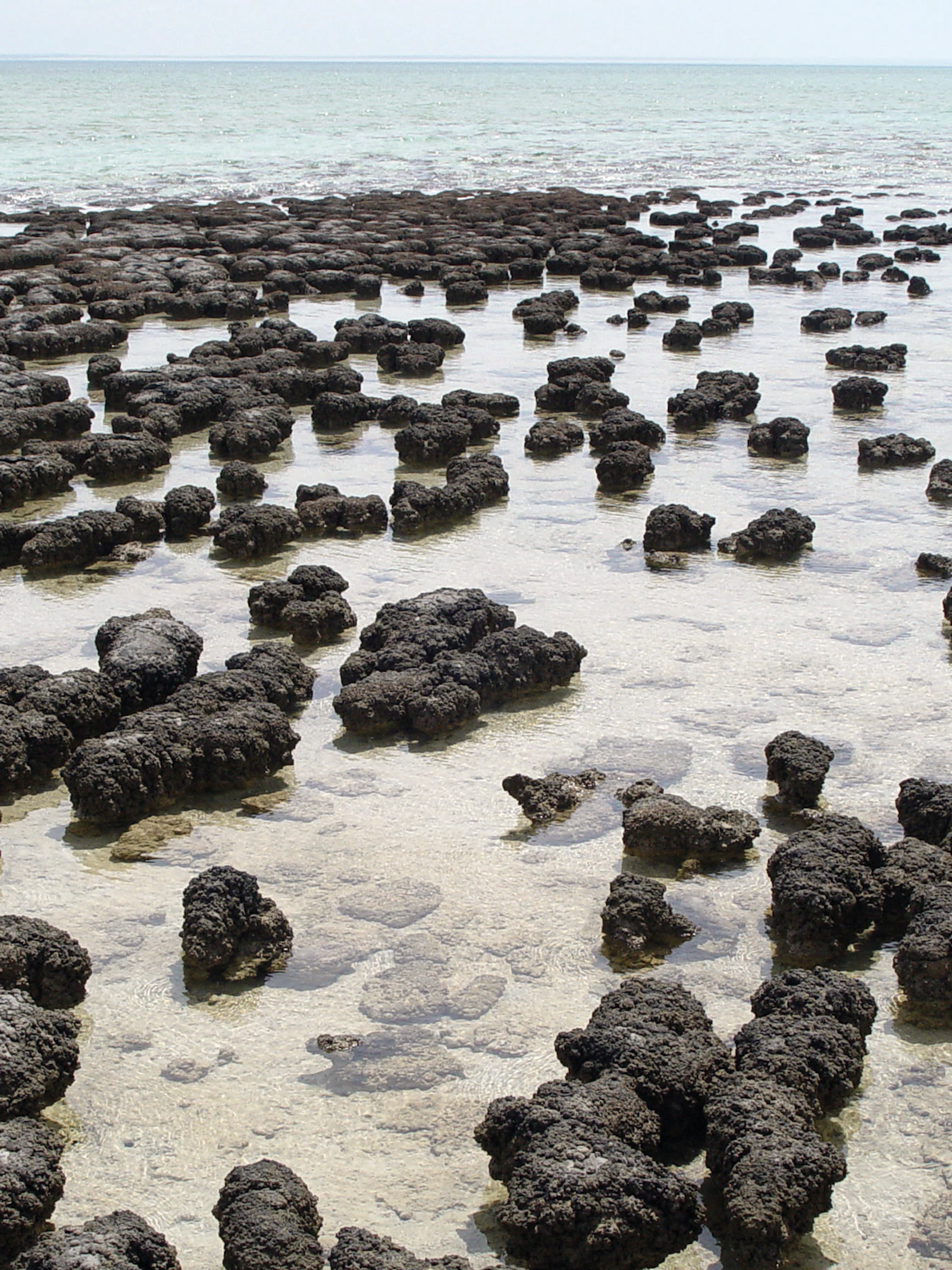 Cyanobacteriën: doorn in het oog van natuurzwemmers