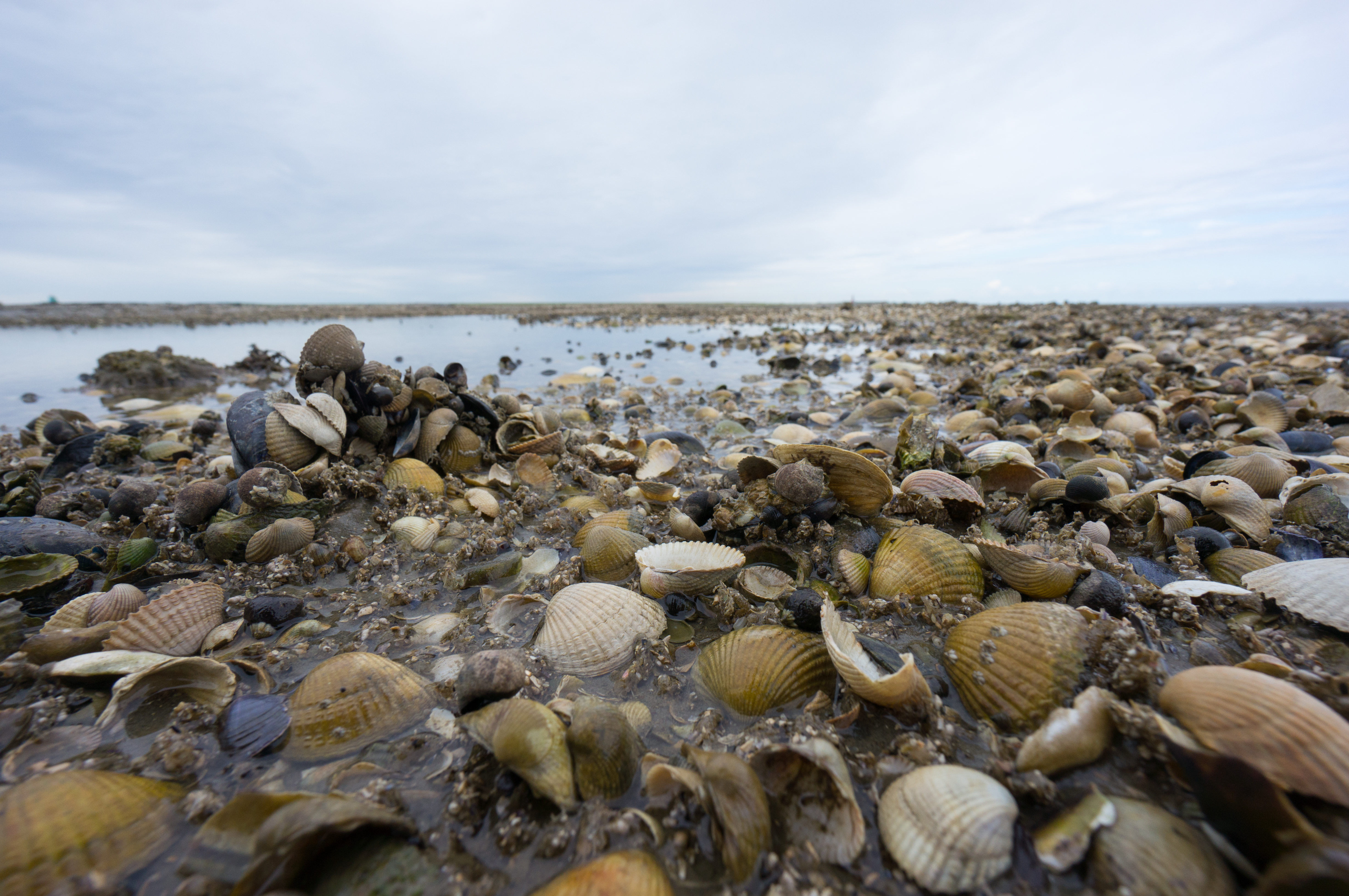 Klimaat warmt sterker op in de zomer dan in de winter, vertellen fossiele schelpen