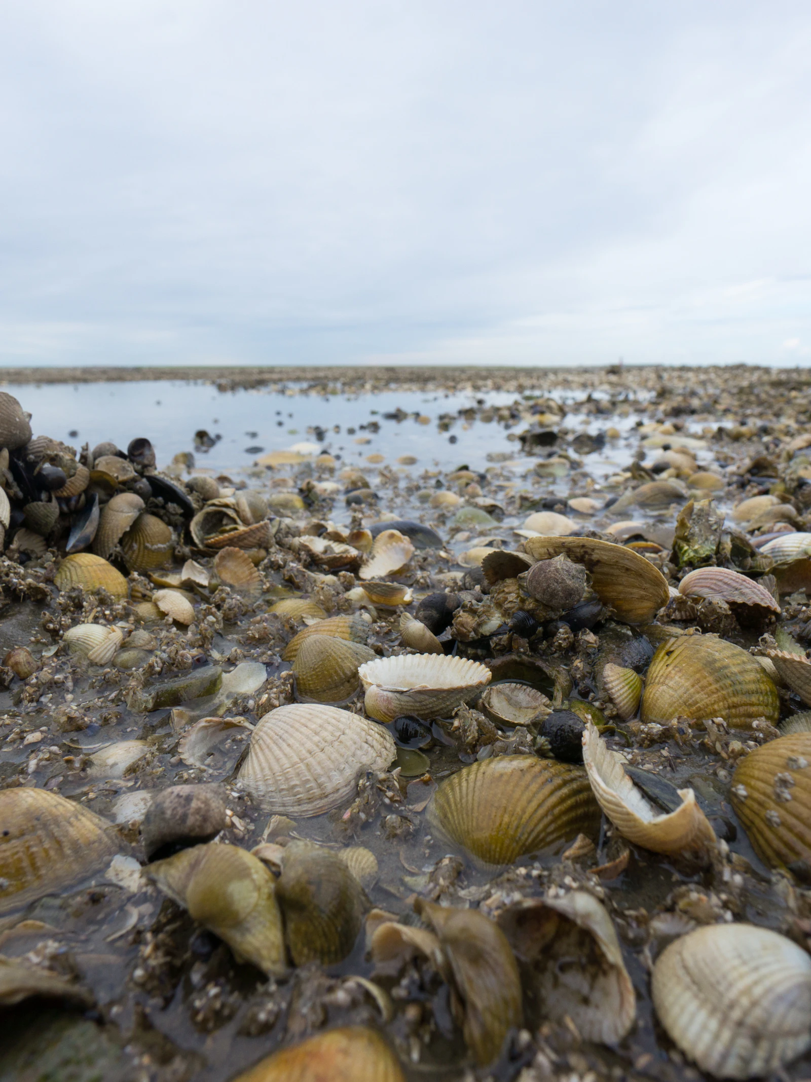 Klimaat warmt sterker op in de zomer dan in de winter, vertellen fossiele schelpen