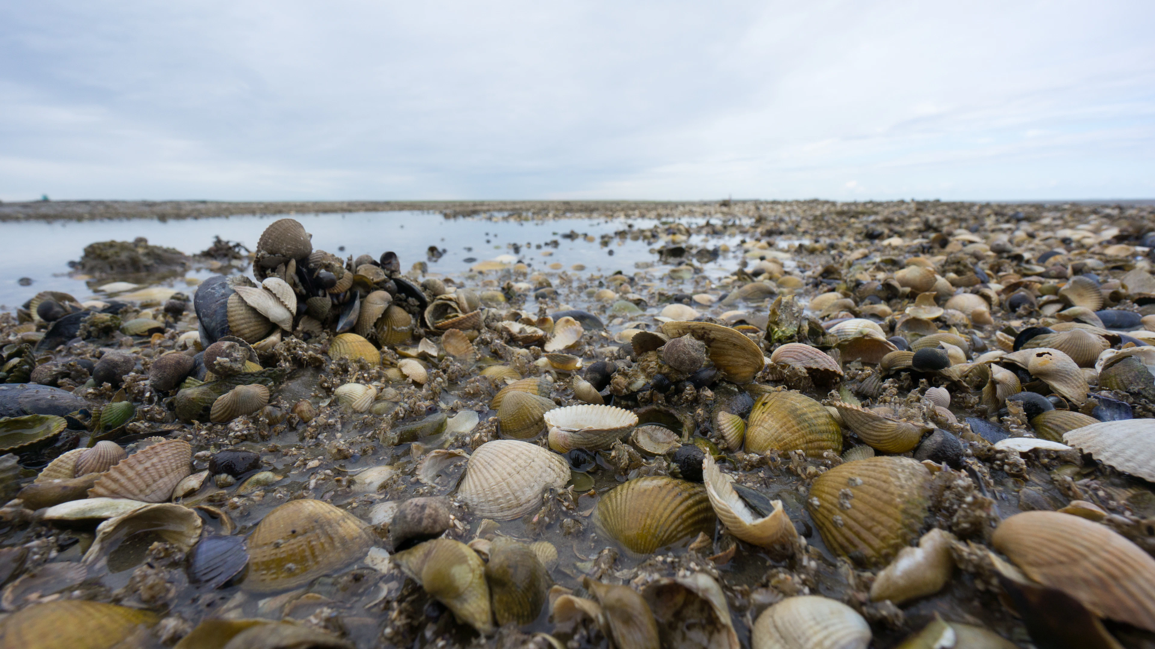 Klimaat warmt sterker op in de zomer dan in de winter, vertellen fossiele schelpen