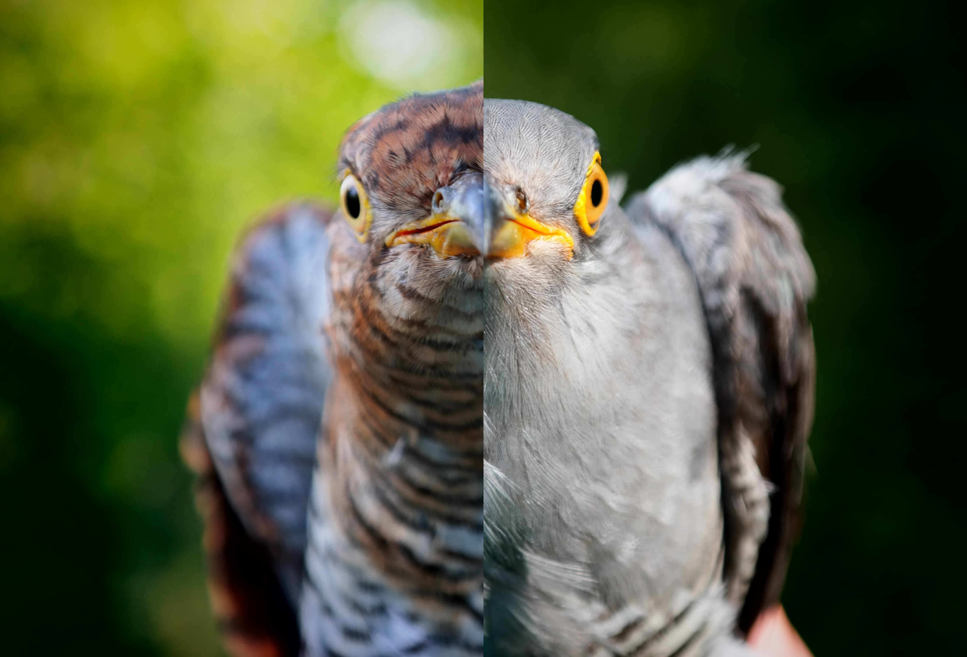 Koekoek vs. pleeggezin: welke vermomming werkt het best?