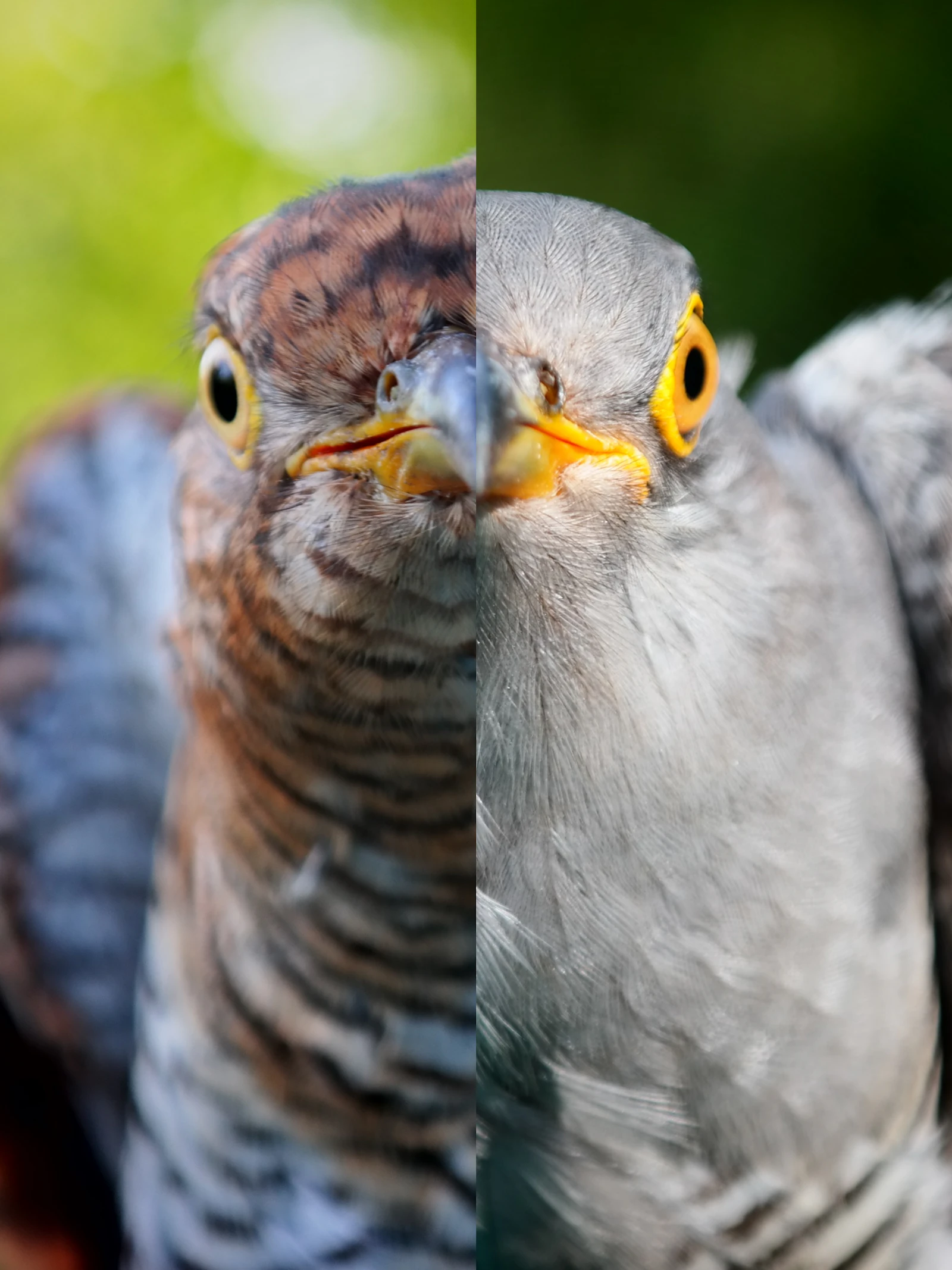 Koekoek vs. pleeggezin: welke vermomming werkt het best?