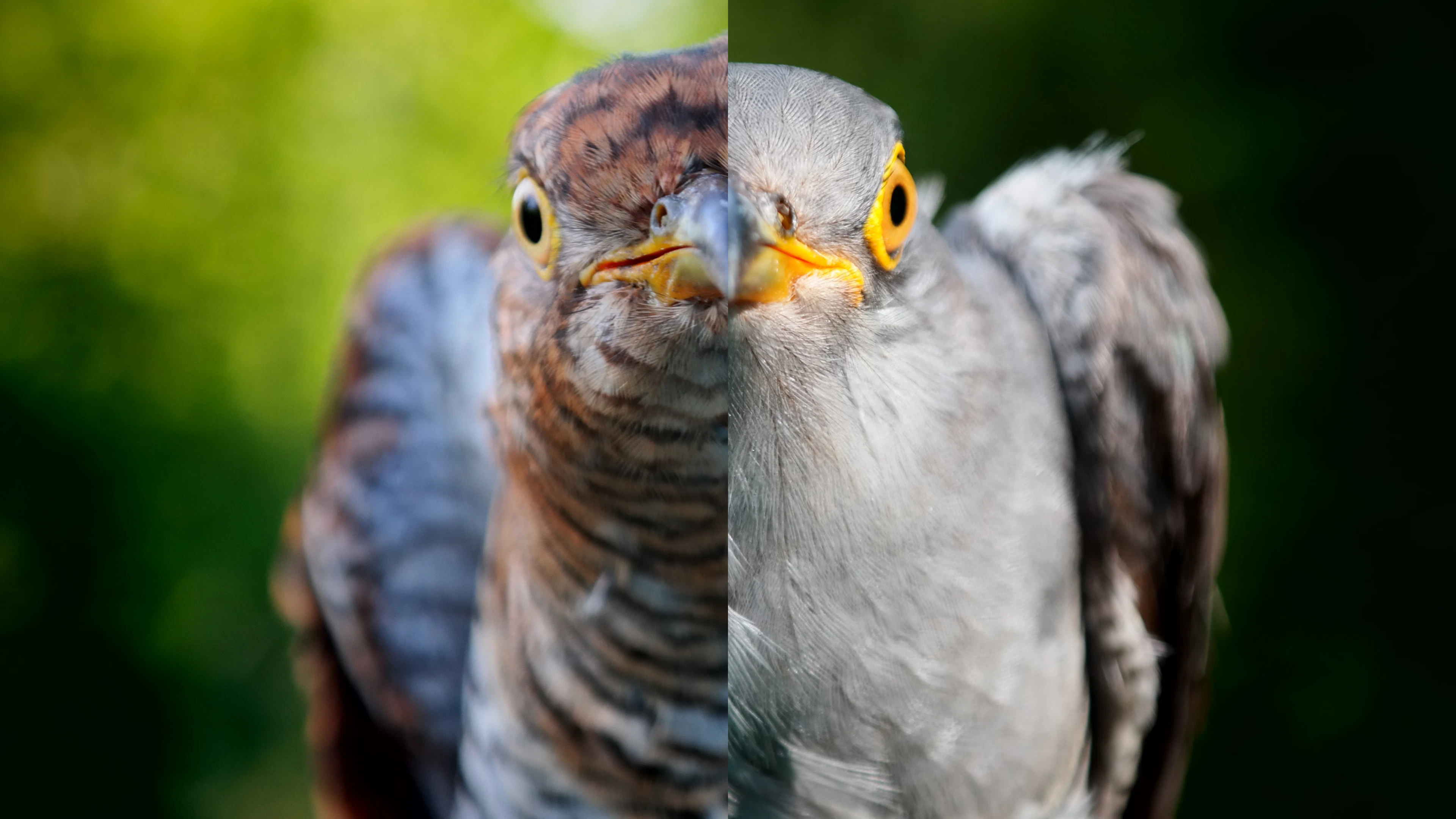 Koekoek vs. pleeggezin: welke vermomming werkt het best?
