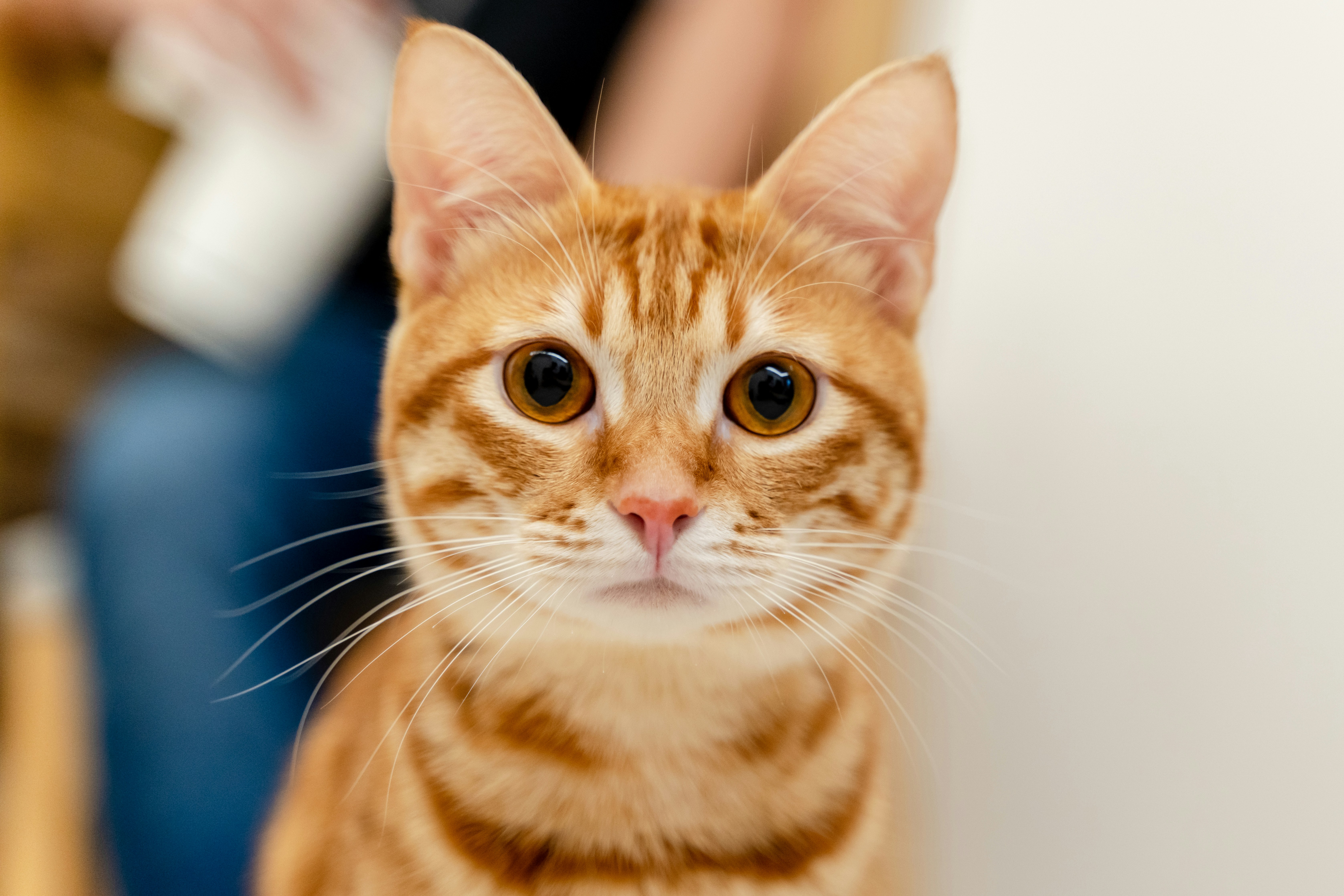 Kunnen katten hun naam verstaan? Vier vragen en antwoorden over communiceren met je kat