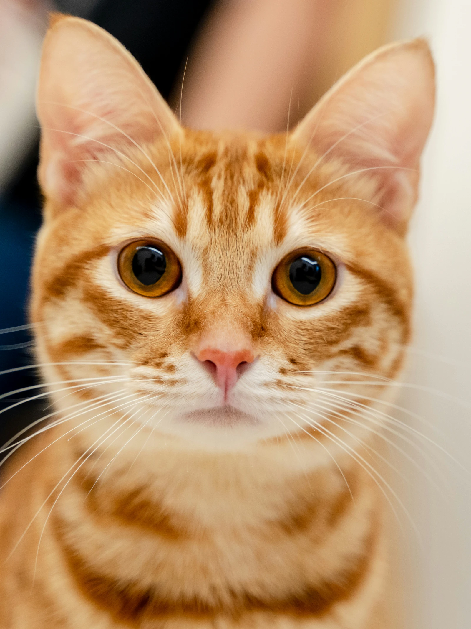 Kunnen katten hun naam verstaan? Vier vragen en antwoorden over communiceren met je kat