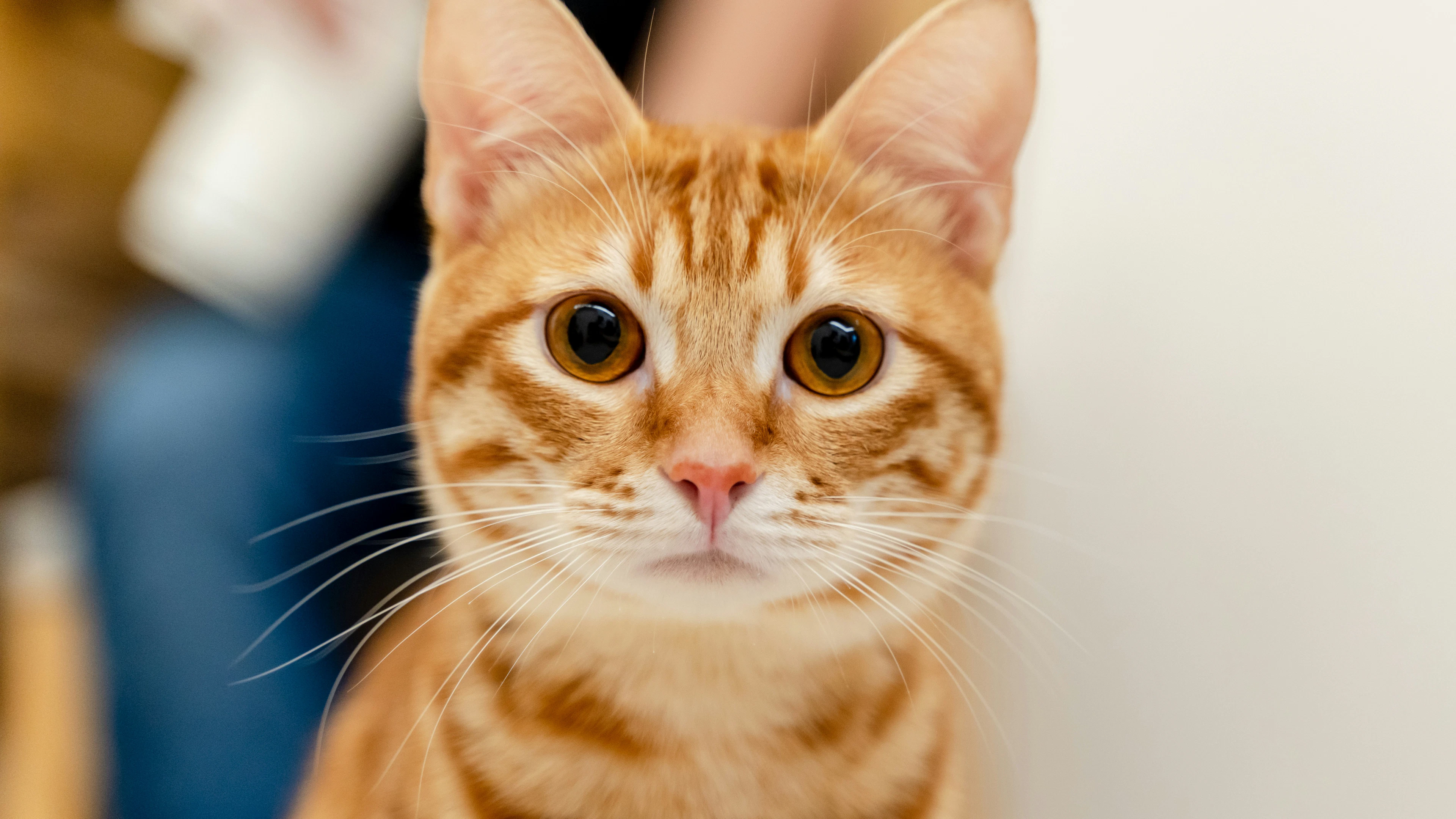 Kunnen katten hun naam verstaan? Vier vragen en antwoorden over communiceren met je kat