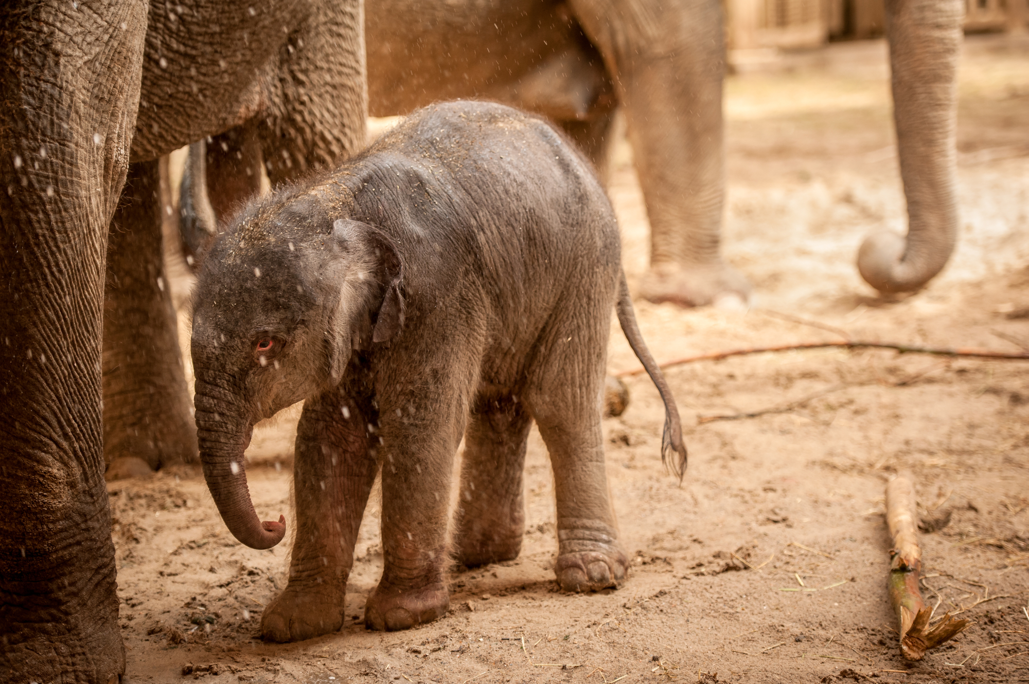 Olifant Qiyo bij haar geboorte in 2015.