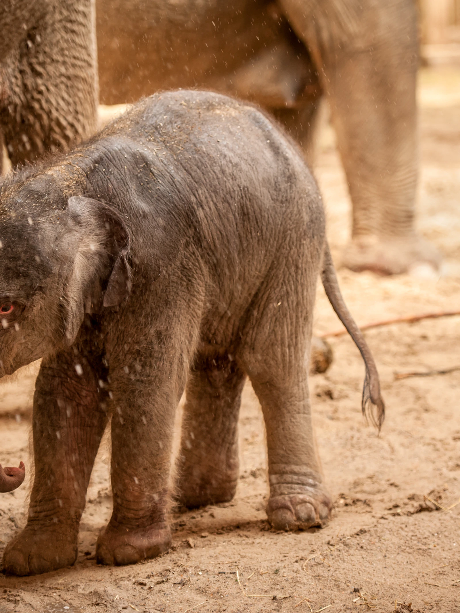 Olifant Qiyo in ZOO Planckendael Olifant Qiyo bij haar geboorte in 2015.