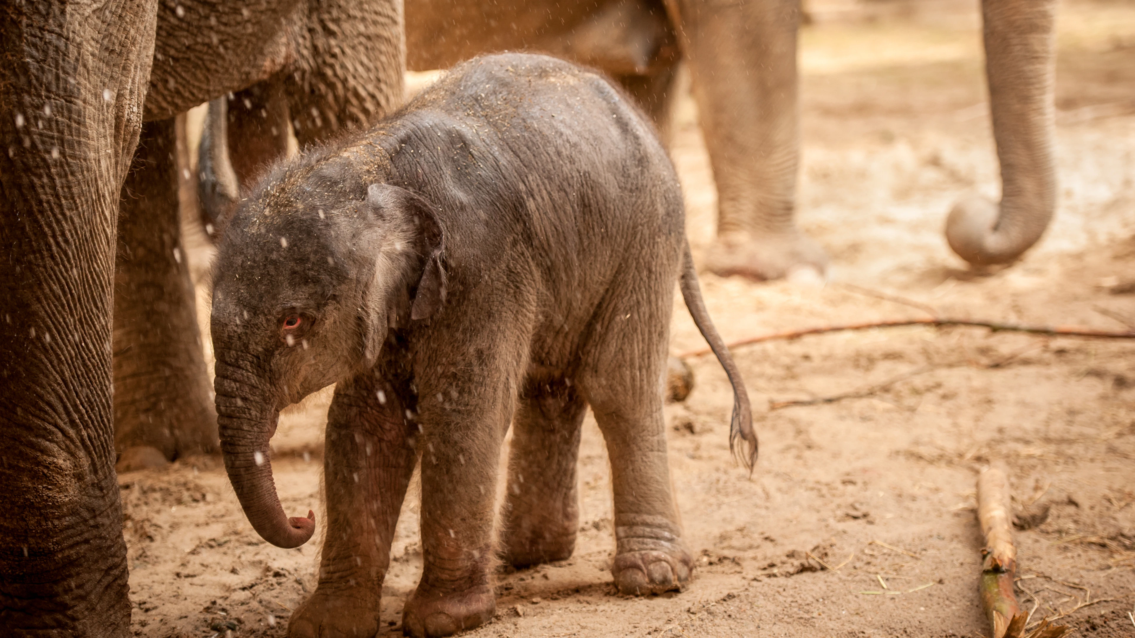 Olifant Qiyo in ZOO Planckendael Olifant Qiyo bij haar geboorte in 2015.