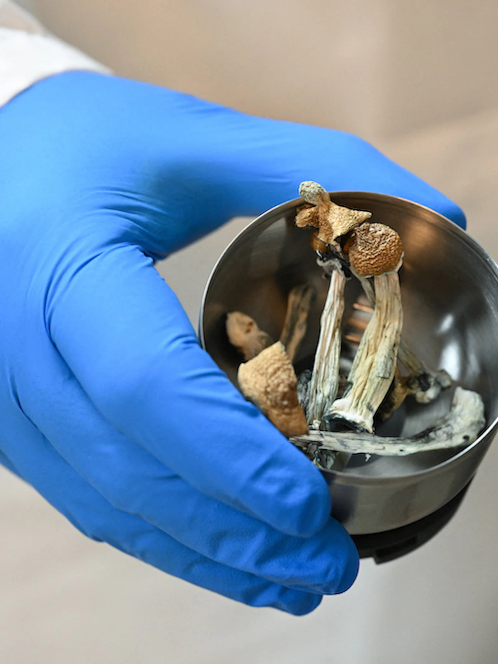 Welk effect hebben psychedelische paddenstoelen op het brein?
