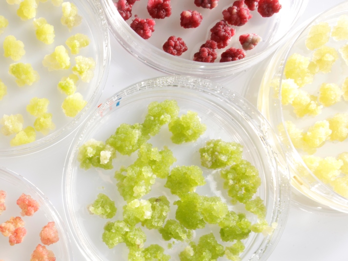 De plant als producent van innovatieve ingrediënten voor duurzame cosmetica