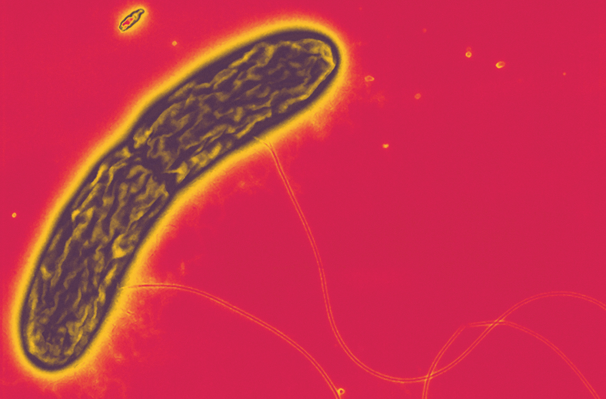 Deze bacterie kan elektriciteit opwekken