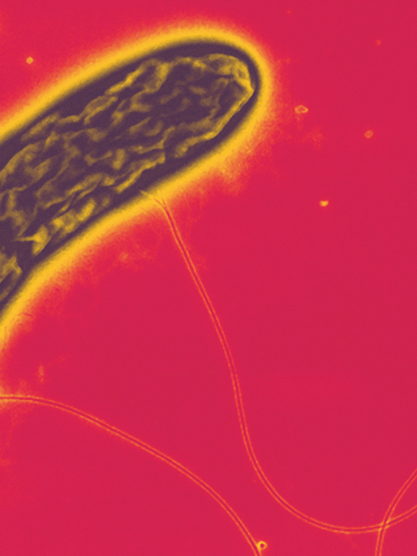 Deze bacterie kan elektriciteit opwekken
