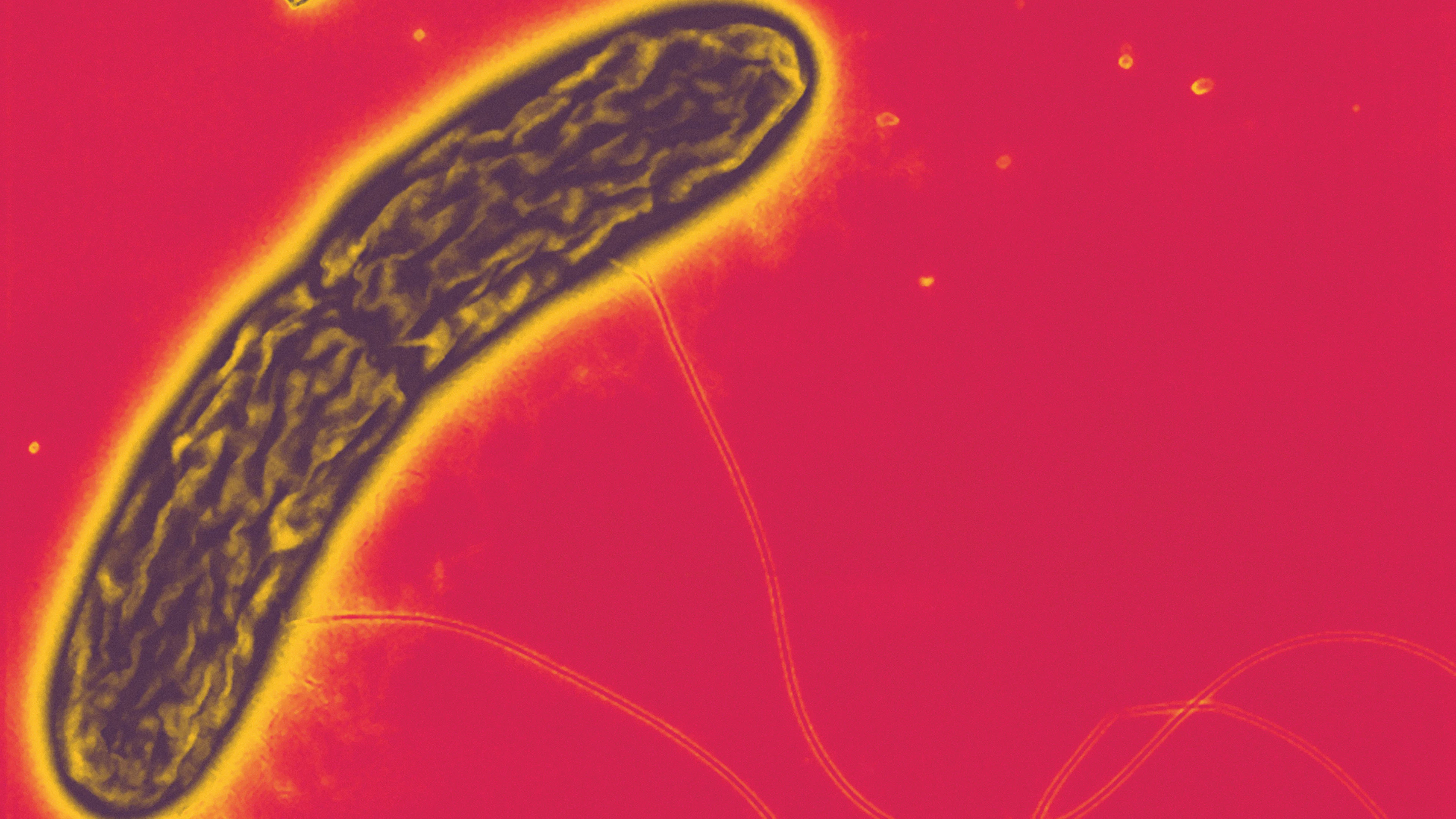 Deze bacterie kan elektriciteit opwekken