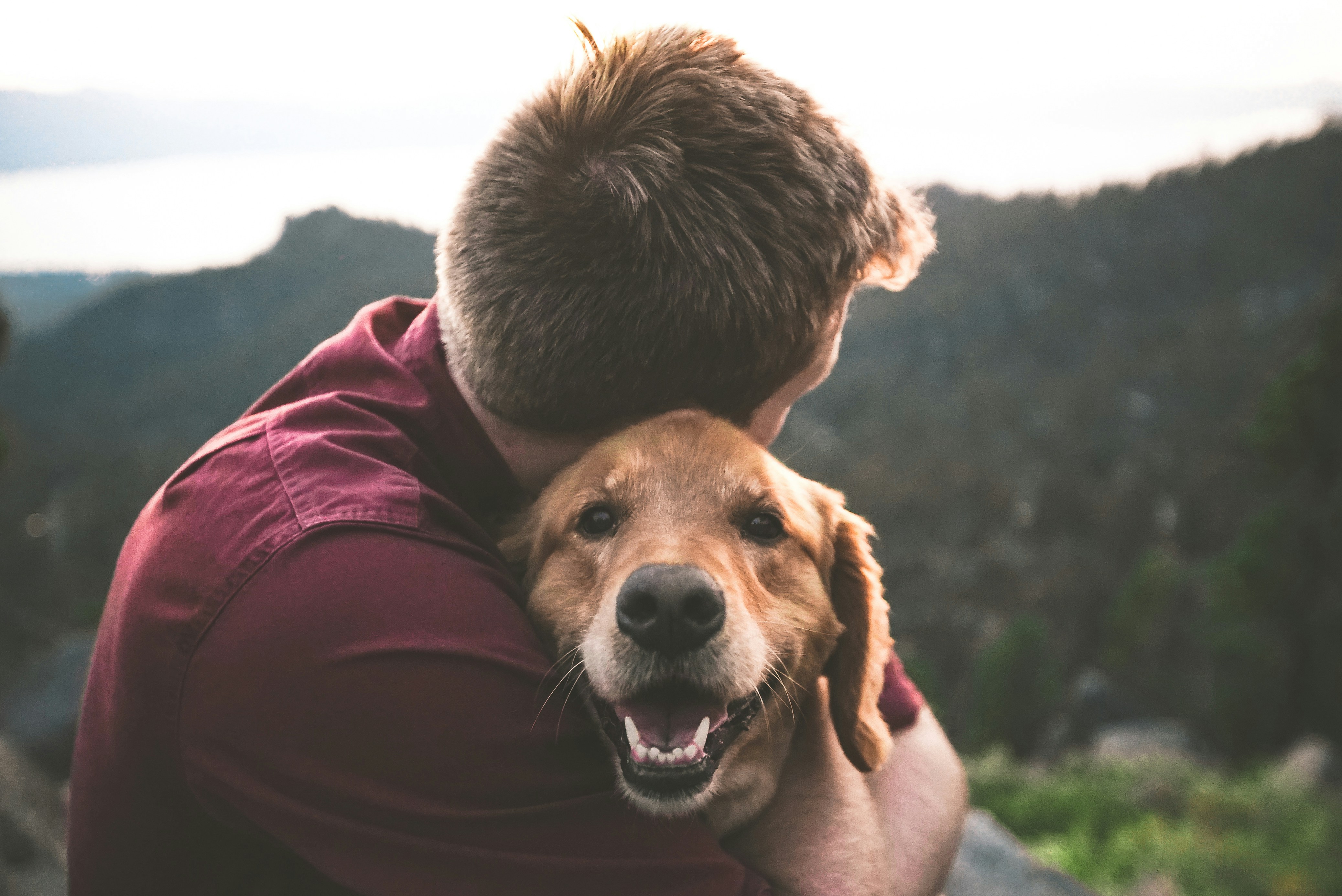 Begrijpt mijn hond mij?