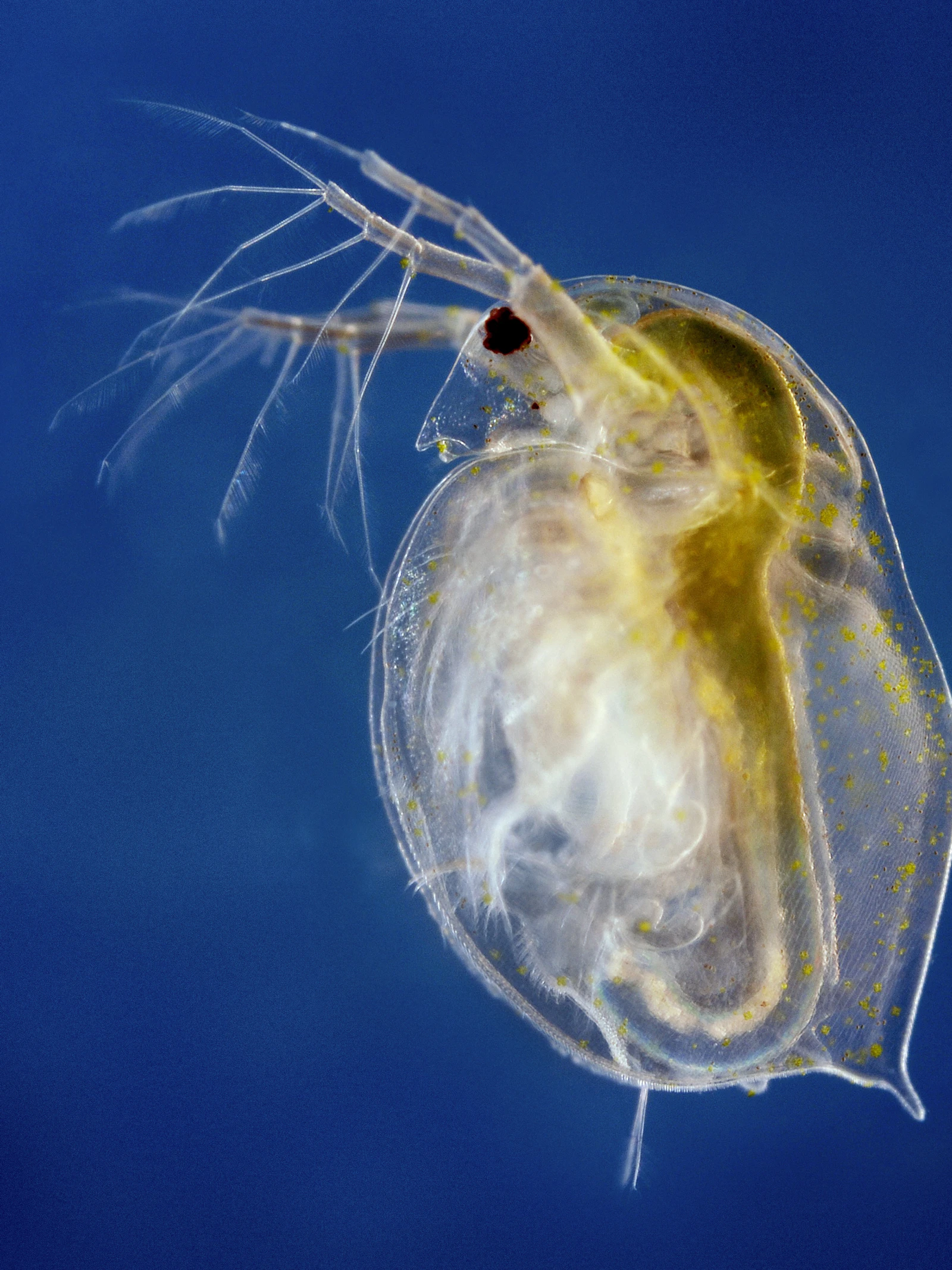 ‘Genetische evolutie is misschien minder hoopvol dan we dachten’