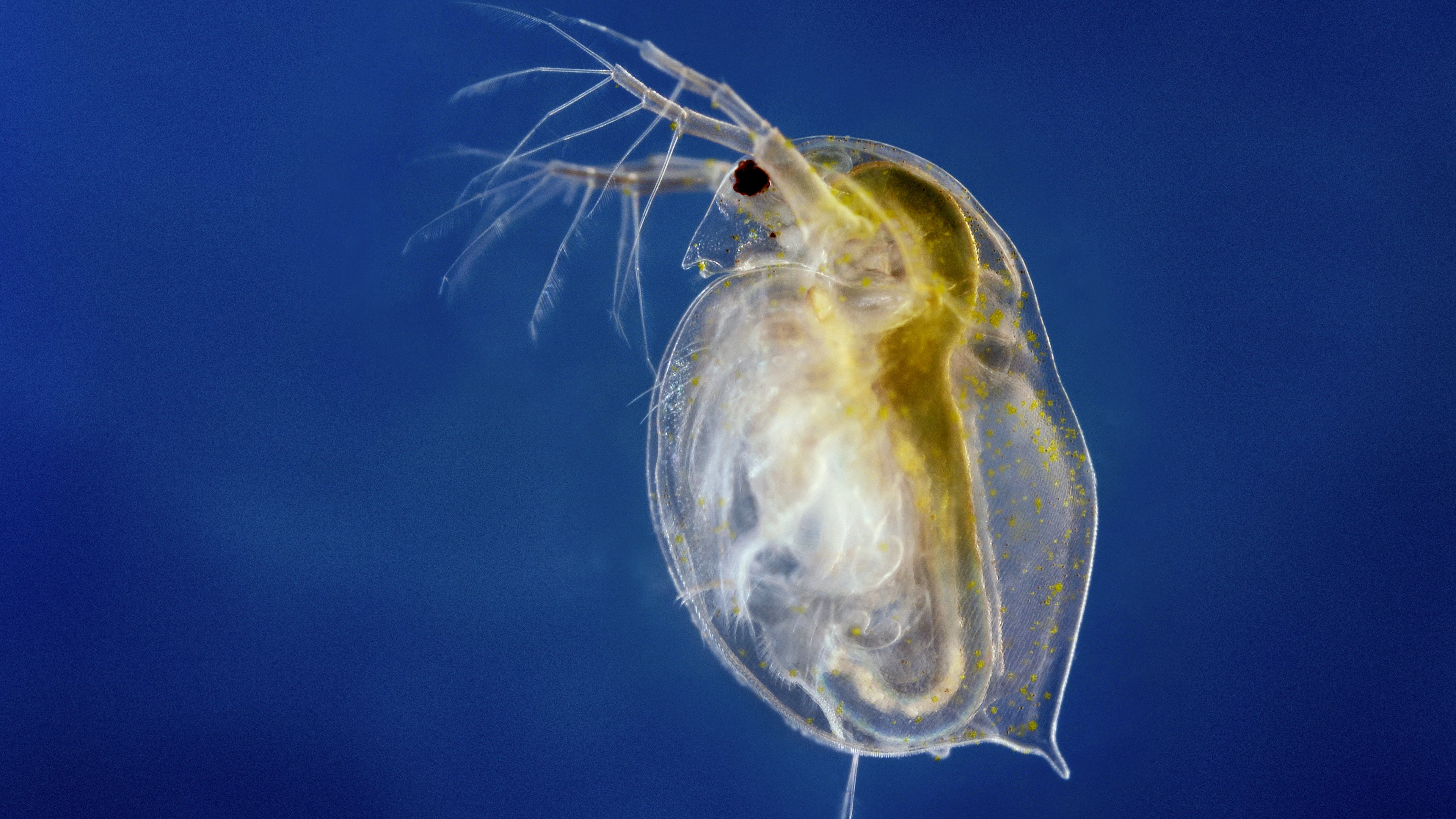 ‘Genetische evolutie is misschien minder hoopvol dan we dachten’