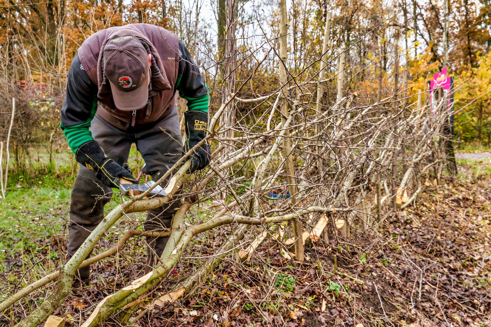 Heggenvlechten: hoe erfgoed een boost geeft aan biodiversiteit