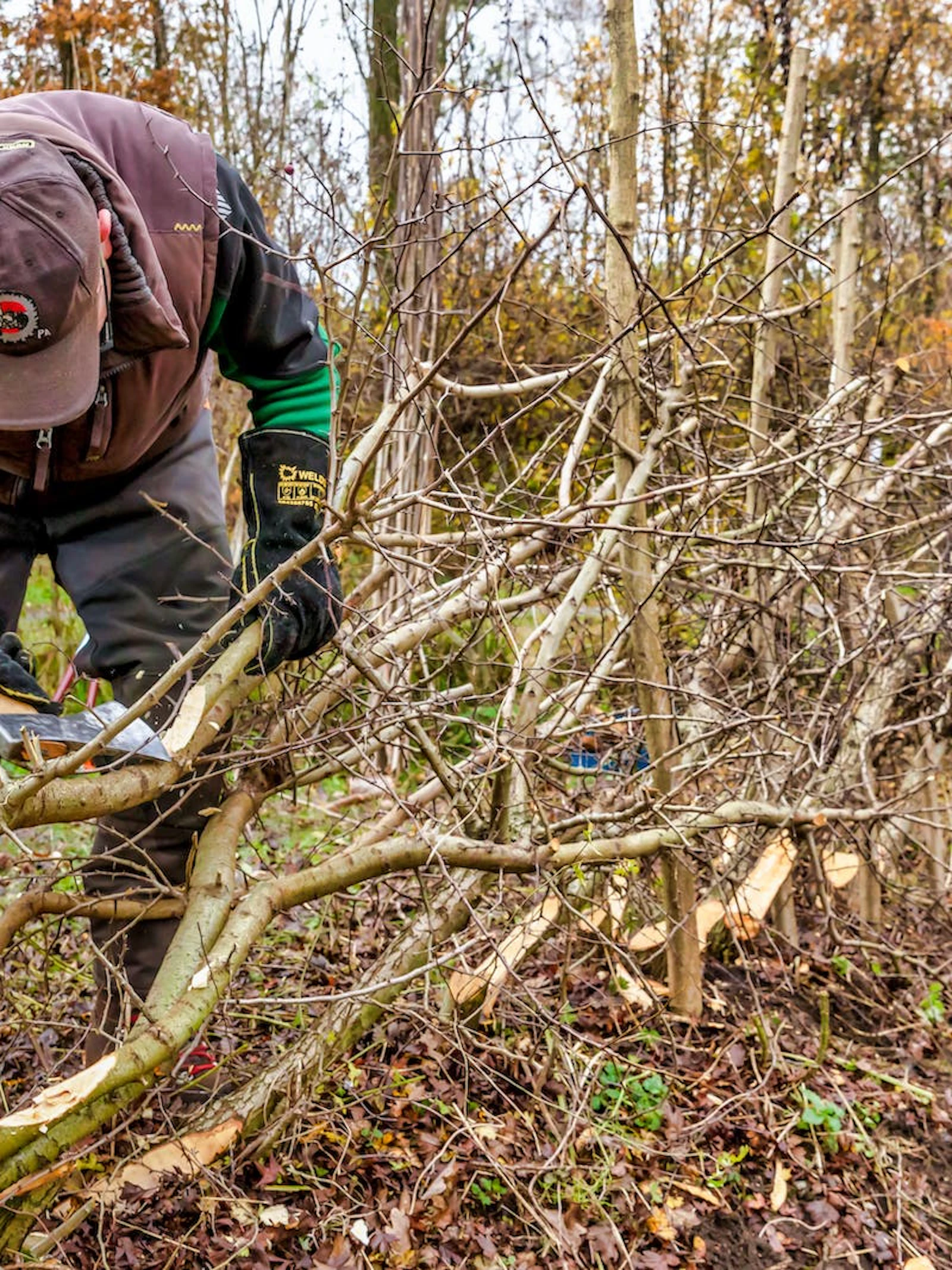 Heggenvlechten: hoe erfgoed een boost geeft aan biodiversiteit