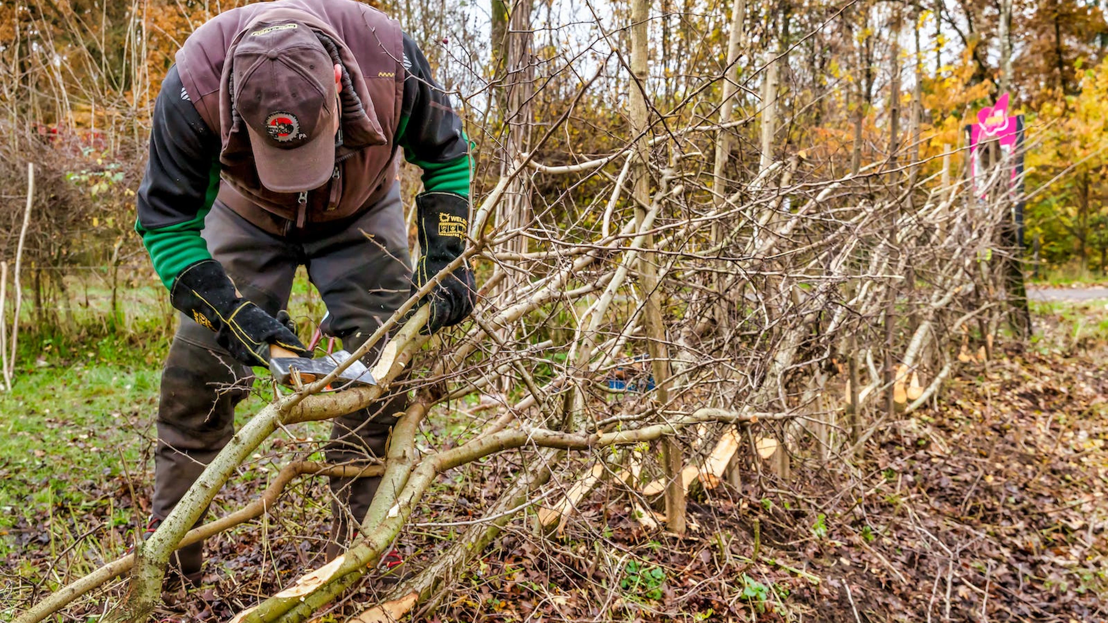 Heggenvlechten: hoe erfgoed een boost geeft aan biodiversiteit