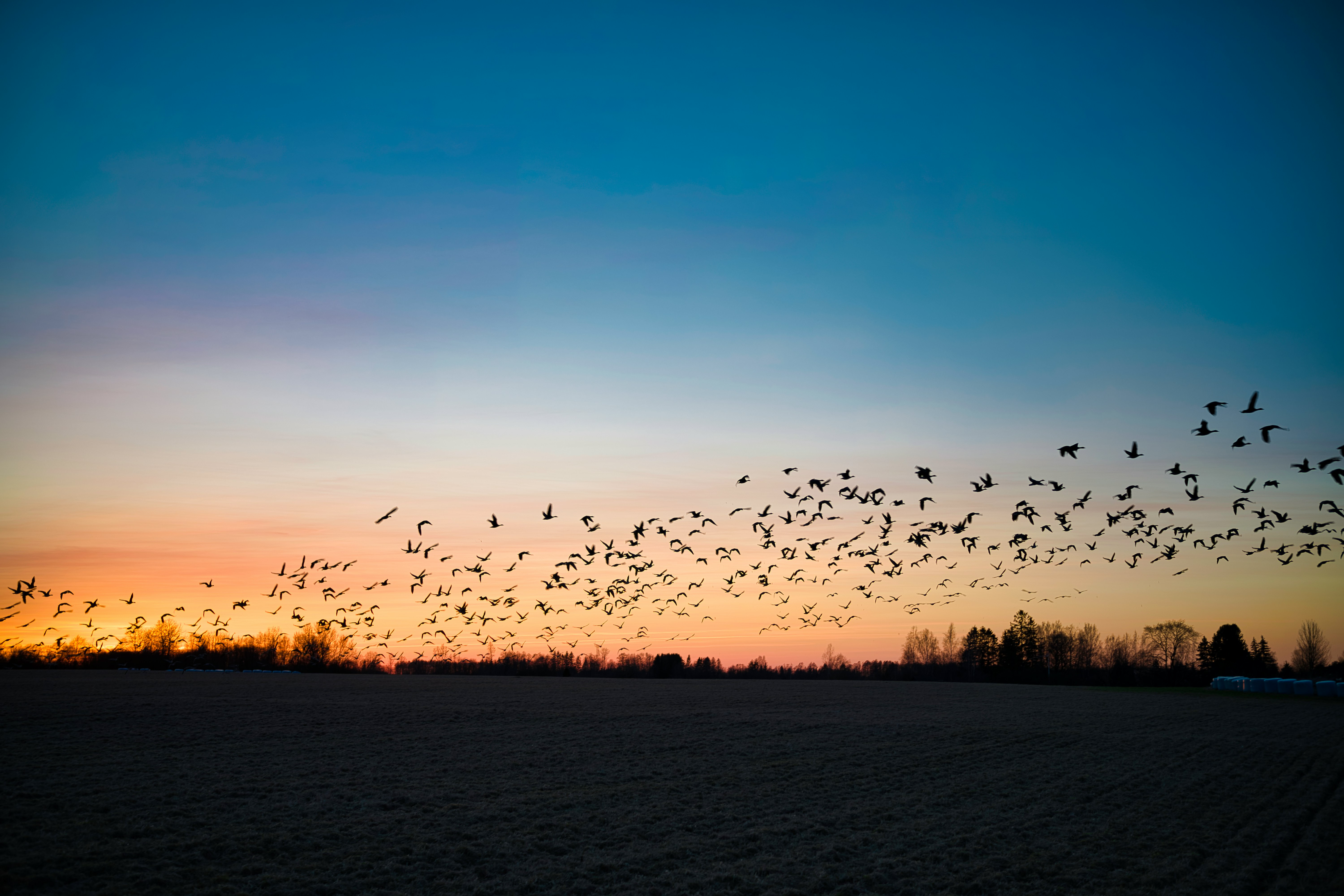 Vogeltrek gebeurt vooral op de hoogte van windturbines