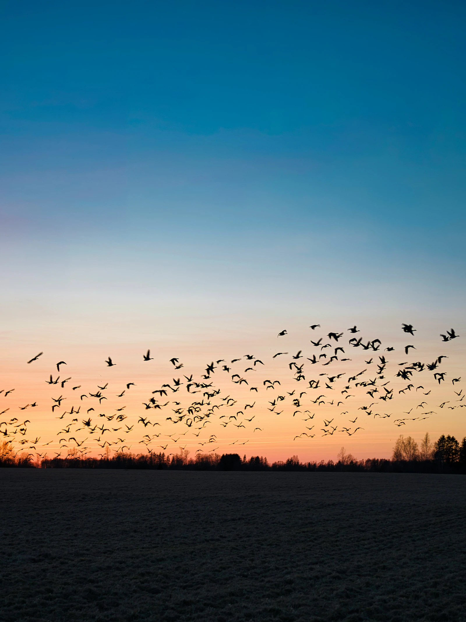 Vogeltrek gebeurt vooral op de hoogte van windturbines