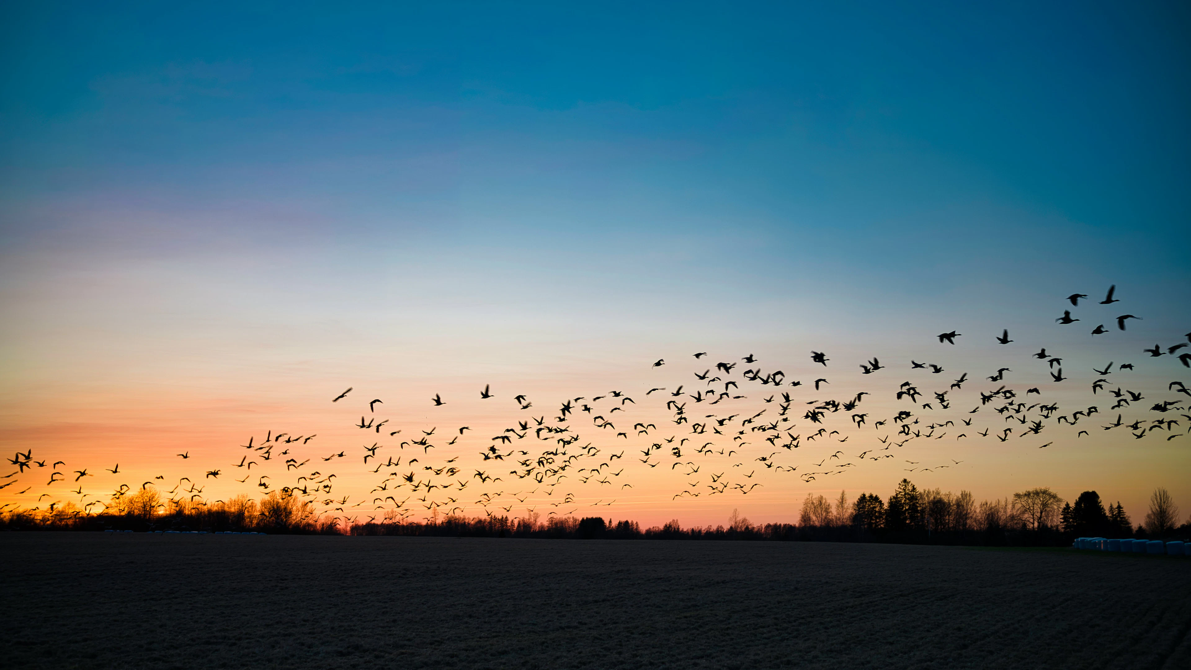 Vogeltrek gebeurt vooral op de hoogte van windturbines