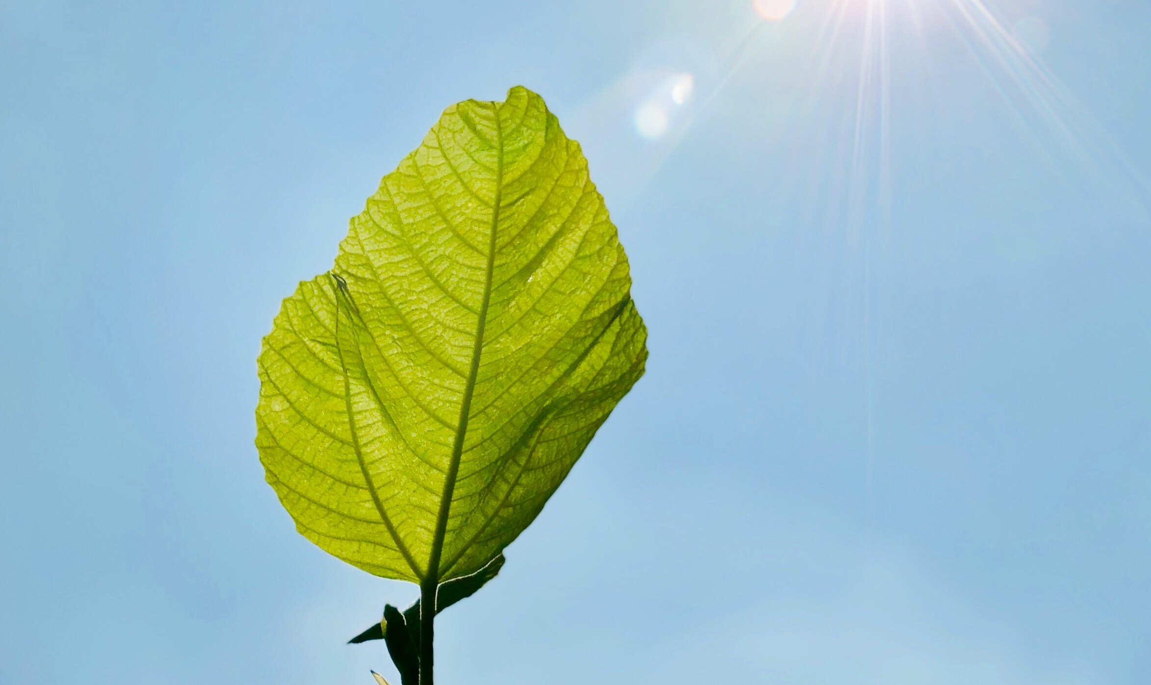 Planten meten schemering
