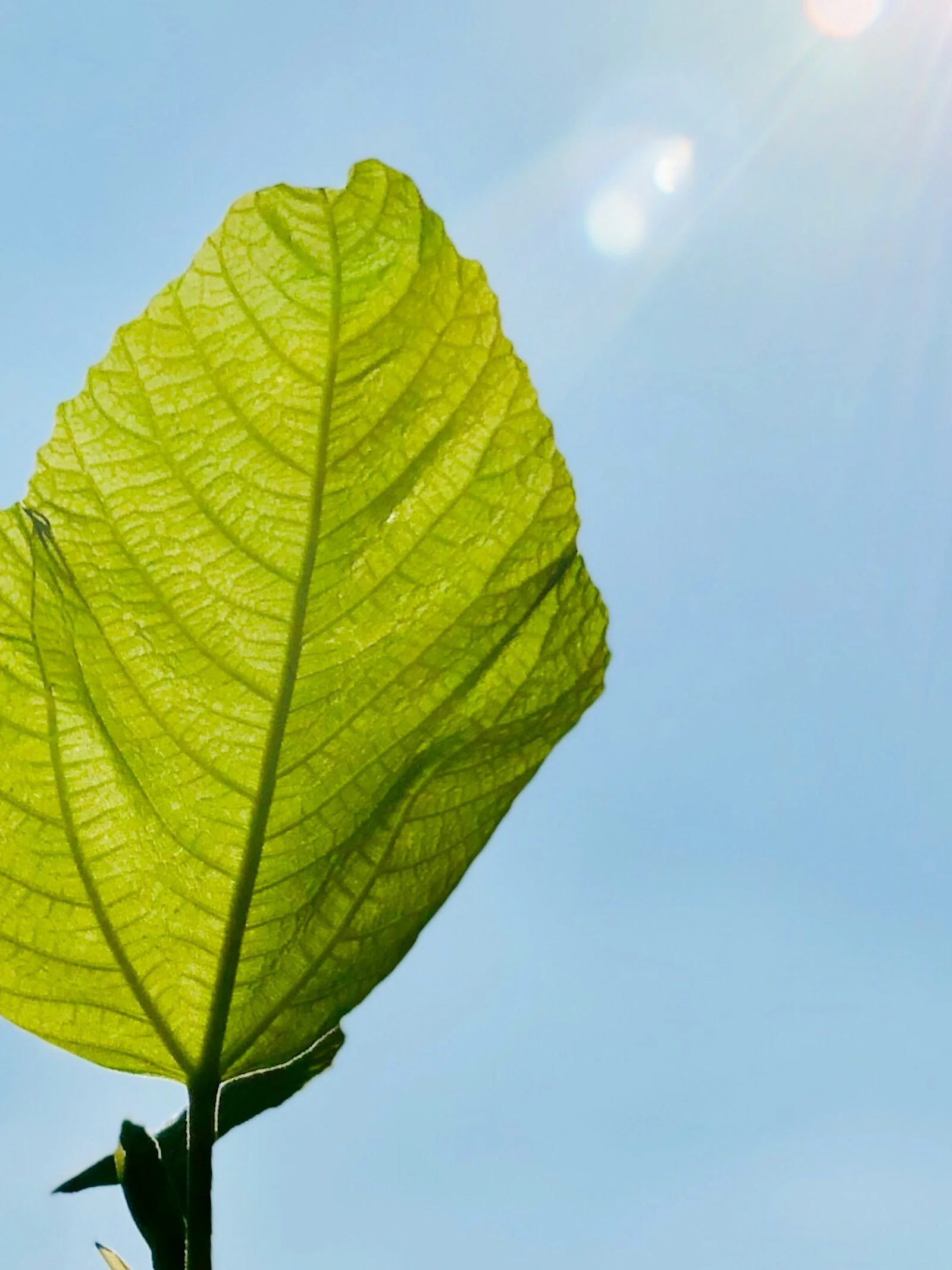 Planten meten schemering