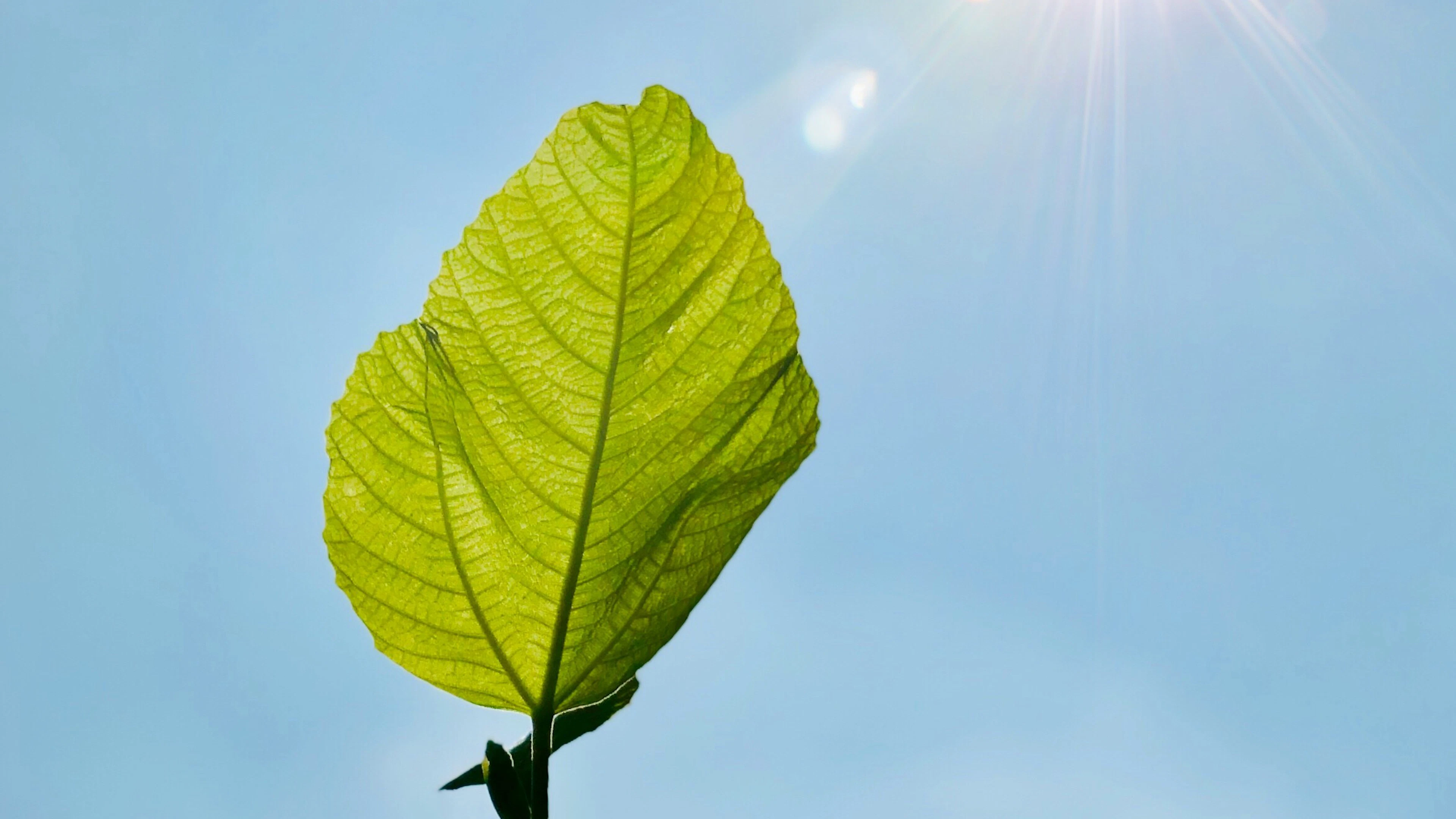 Planten meten schemering