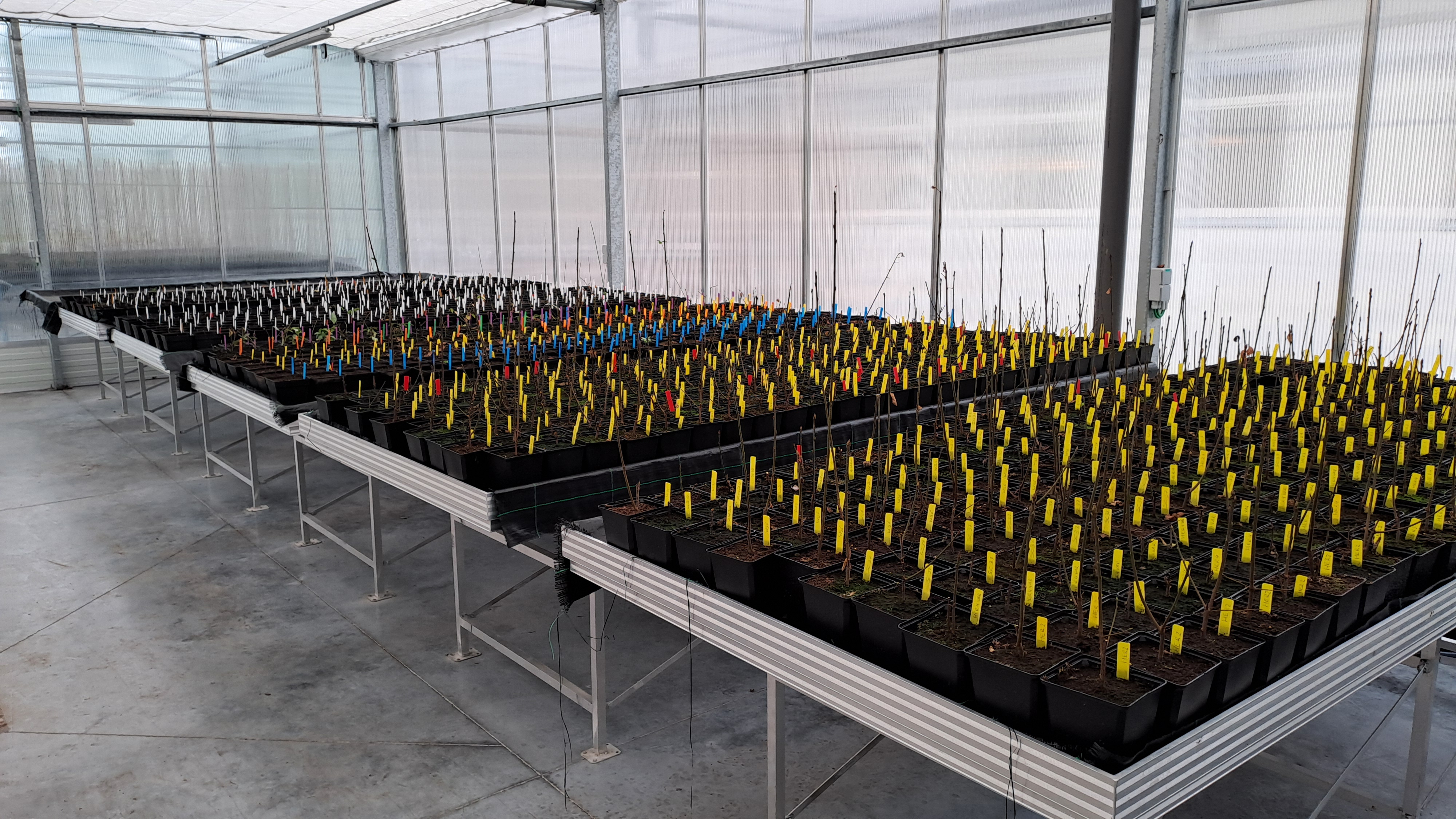 Ben jij mijn vader? Waarom er ook op bomen en planten DNA-testen worden uitgevoerd