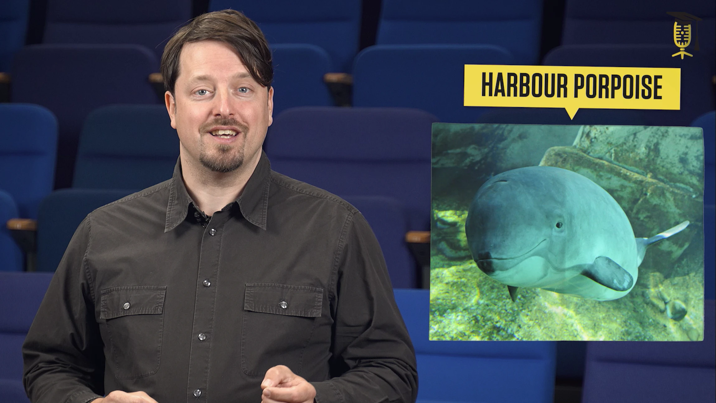 Geluid van windmolenparken beïnvloedt zeezoogdieren in de Noordzee