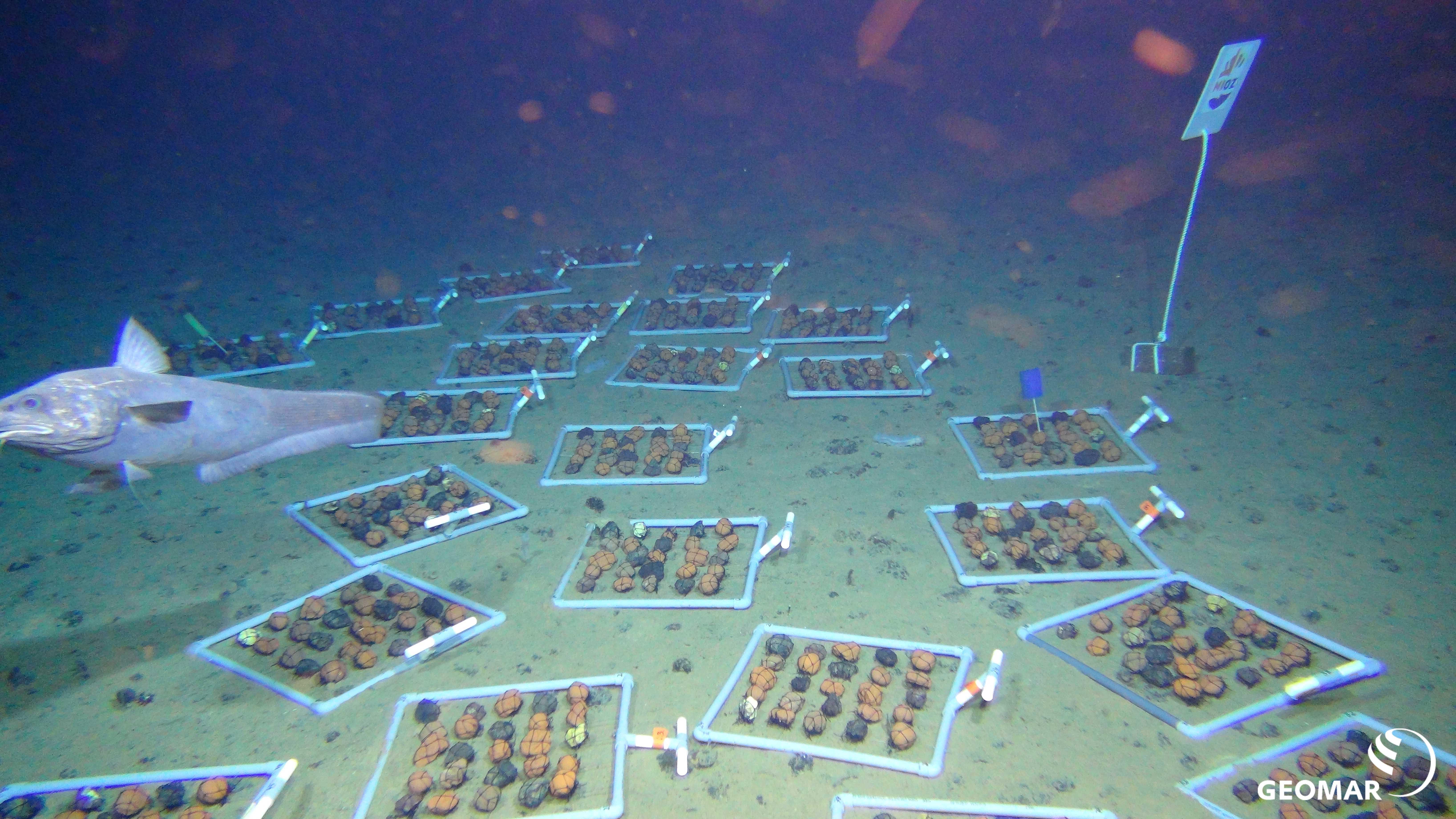 ‘Donkere zuurstof’ ontdekt in minerale afzettingen op de zeebodem