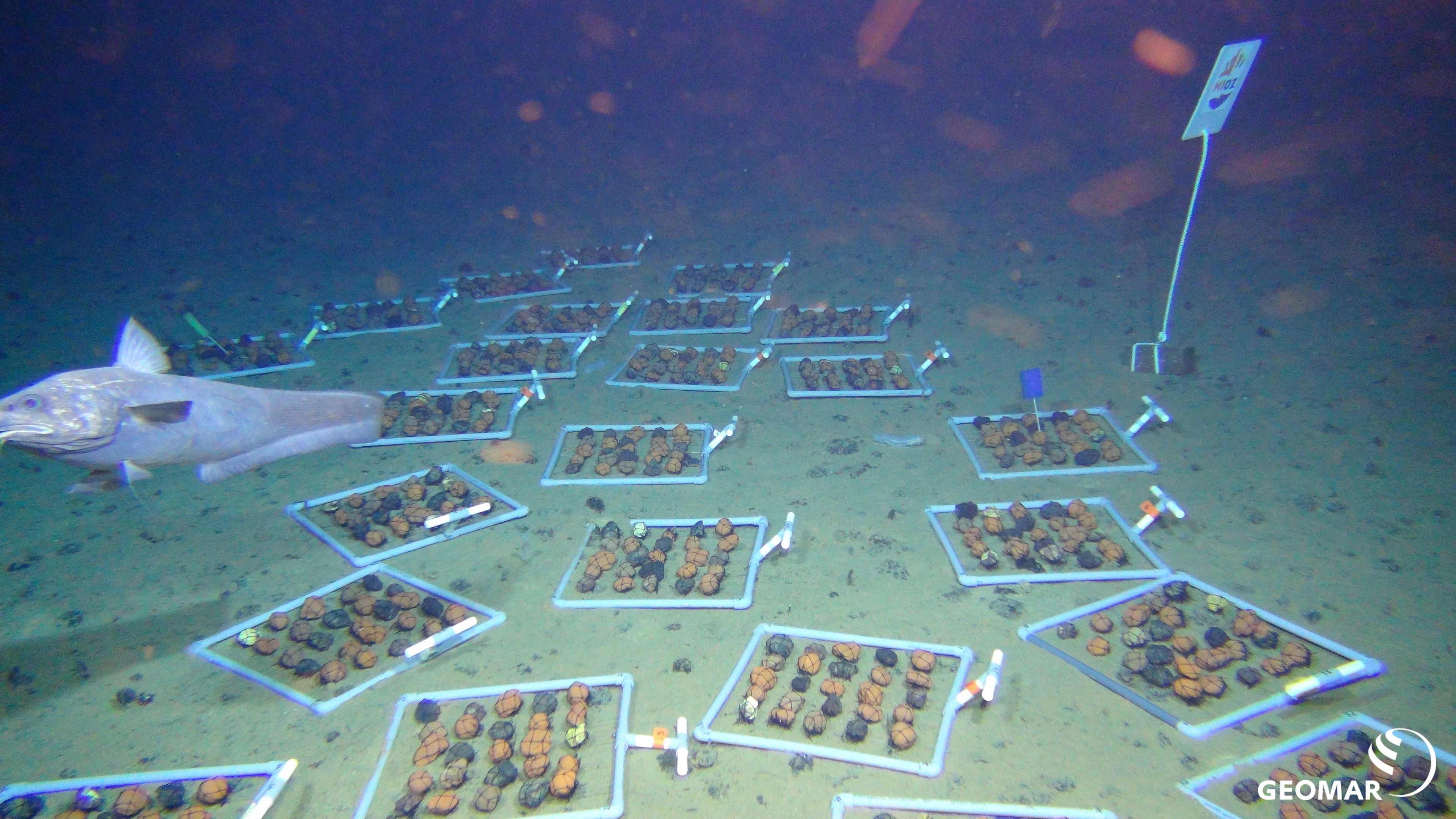 ‘Donkere zuurstof’ ontdekt in minerale afzettingen op de zeebodem