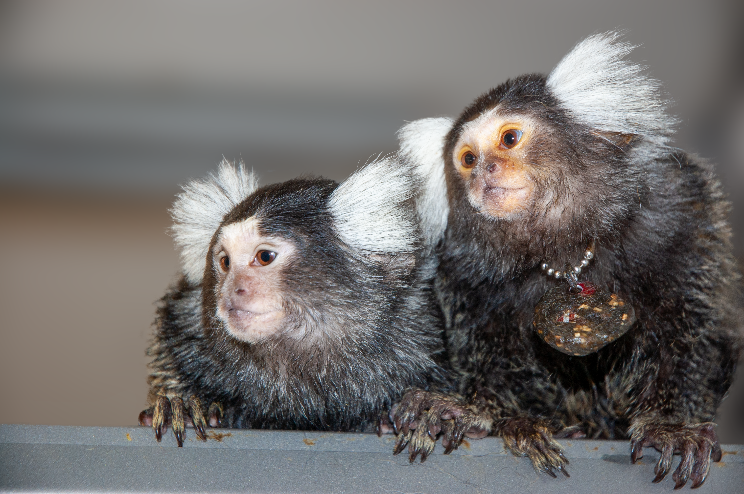 Wat witoorpenseelapen ons leren over menselijke taal