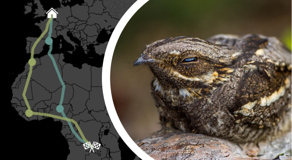 Vertrekt straks de laatste trekvogel?