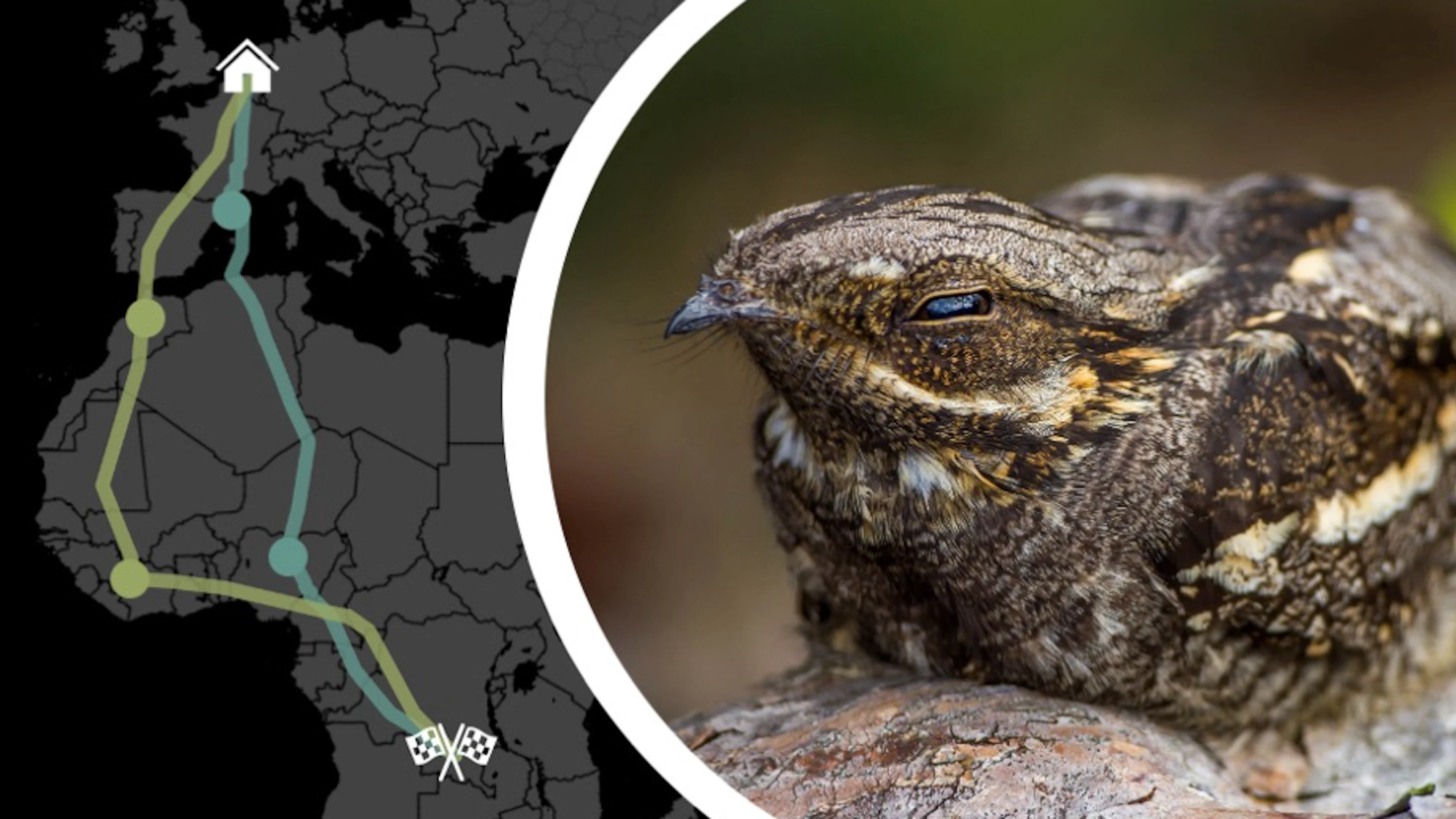 Vertrekt straks de laatste trekvogel?