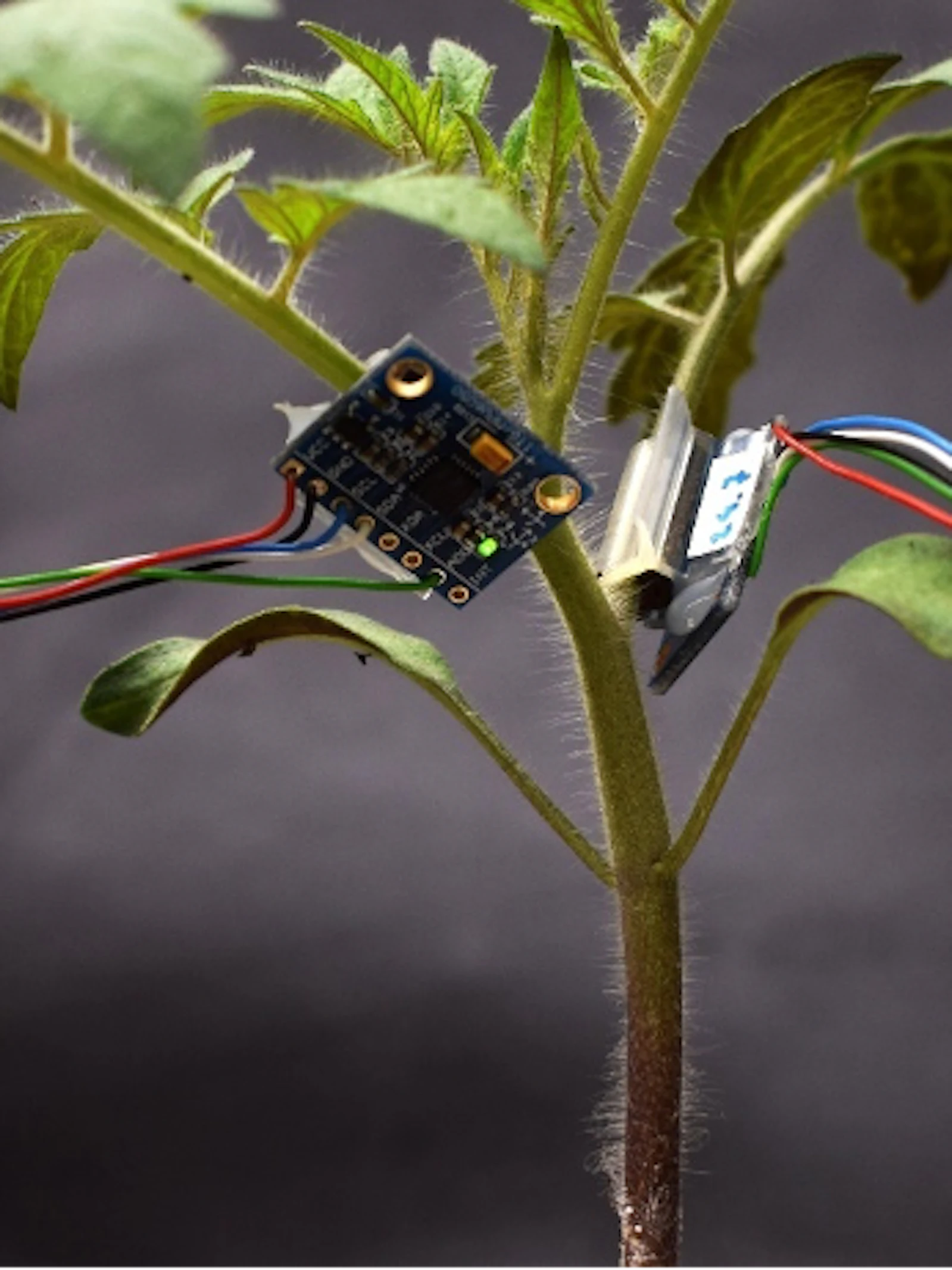 Een smartwatch voor planten